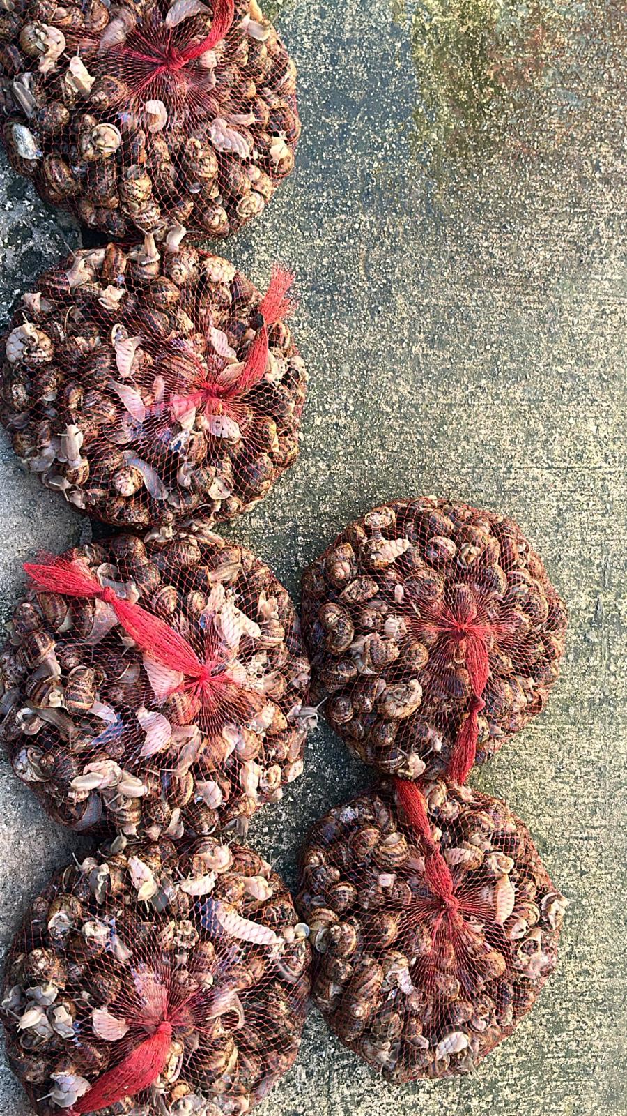 Helix Aspersa Muller