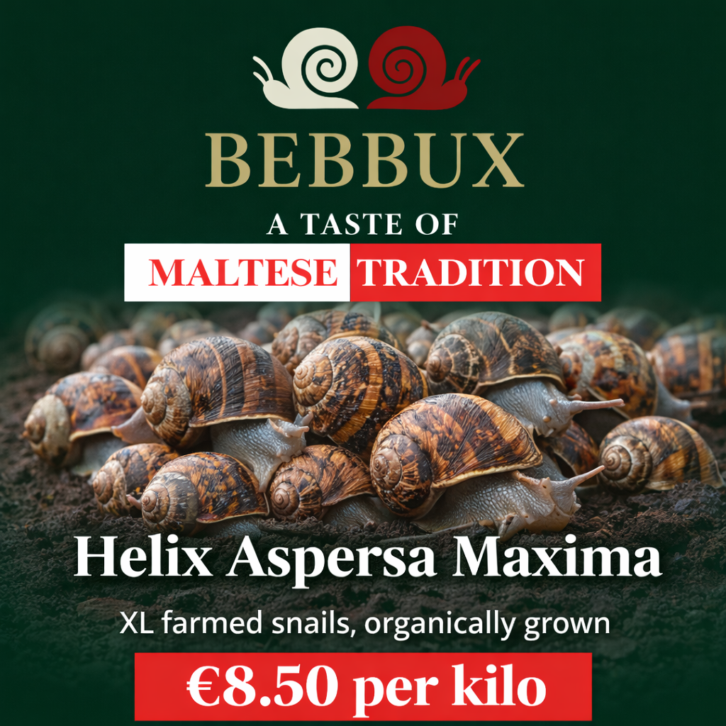 Helix Aspersa Maxima Snails