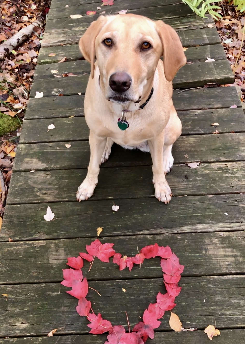 Pets In Nature Portraits (onsite in Westborough, MA) includes some digital files