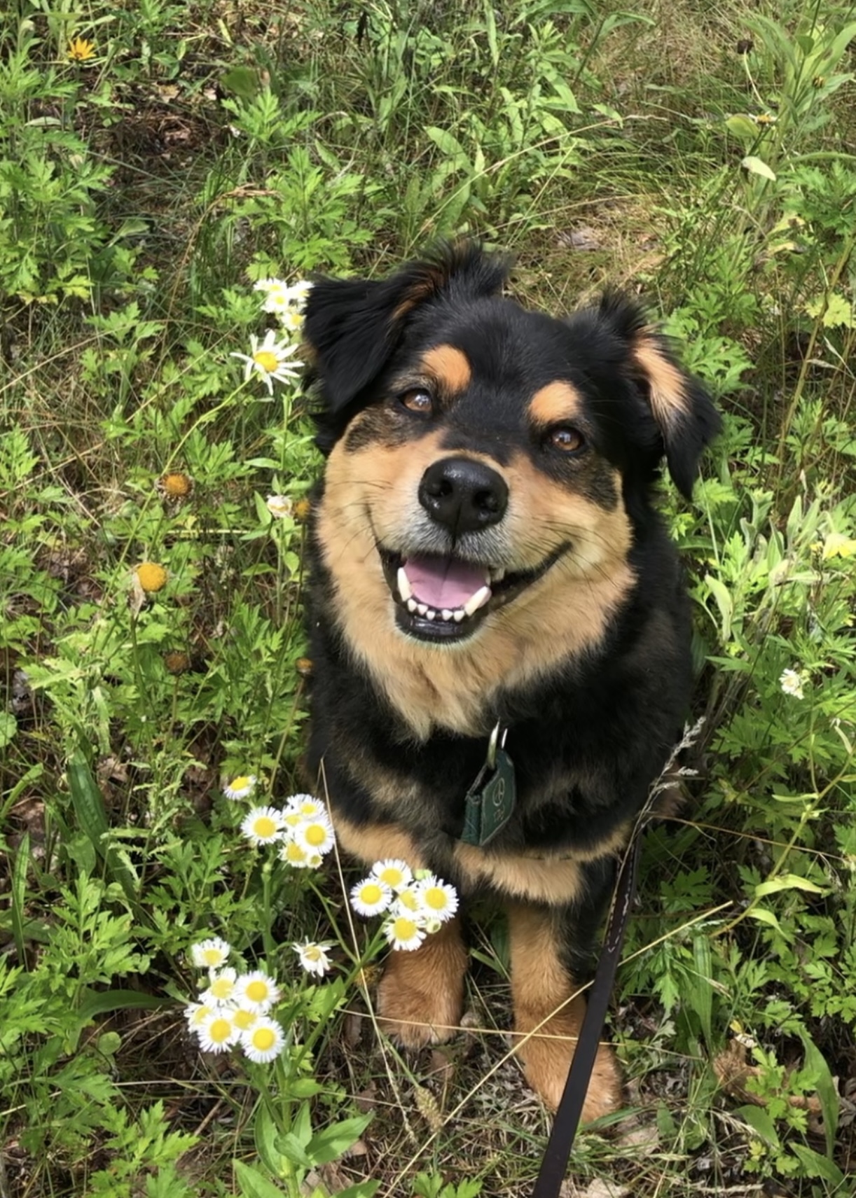 Pet Portrait Sitting Fee (up to 1 hour) Including 4 unedited digital files