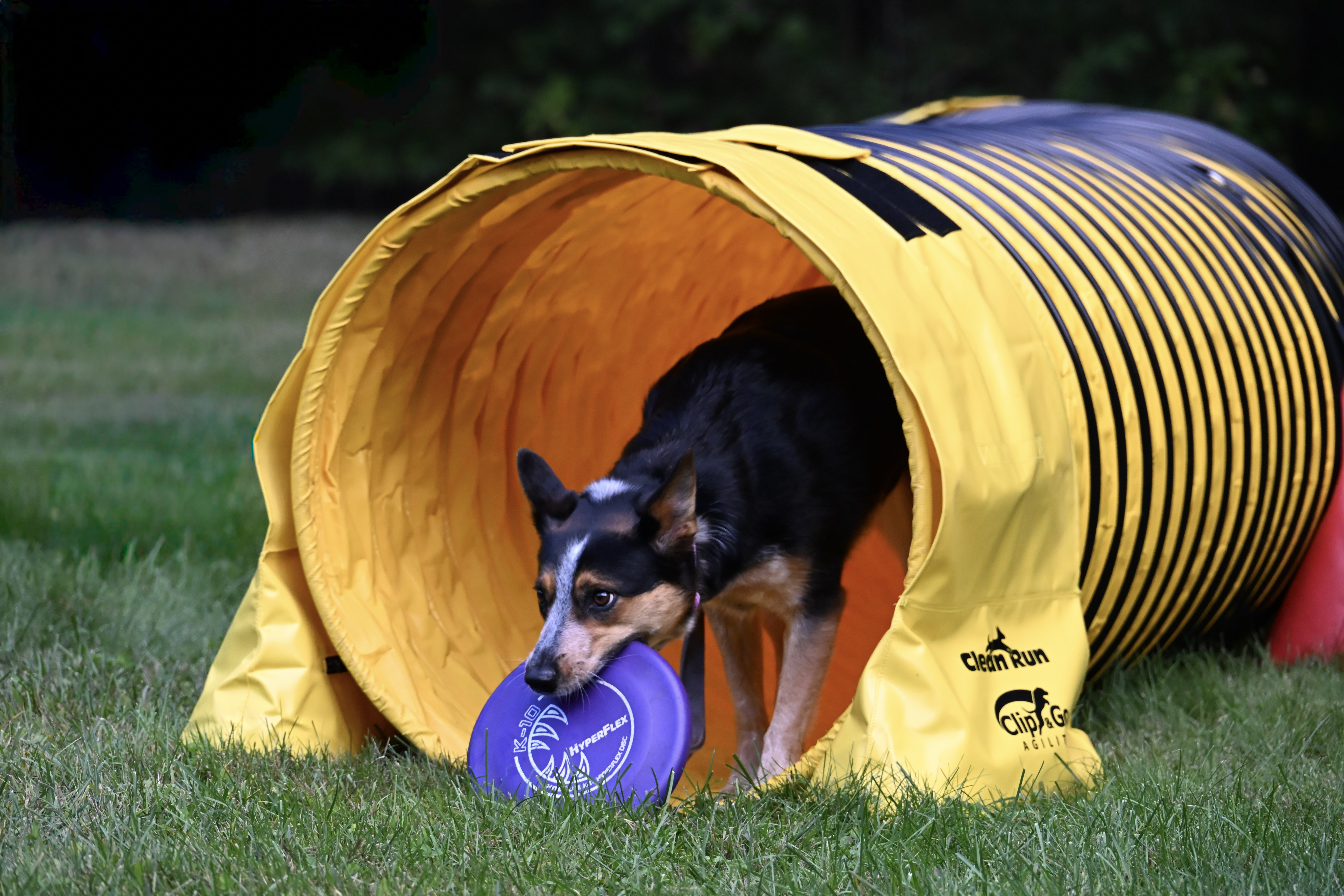 Dog Sports Photography Sessions ($200 and up - Contact us for quotes)