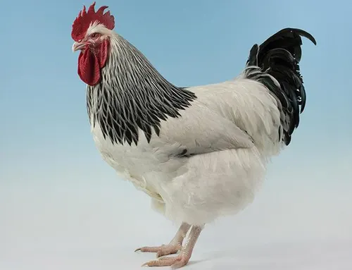Gallina Sussex