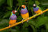 Diamante de Gould