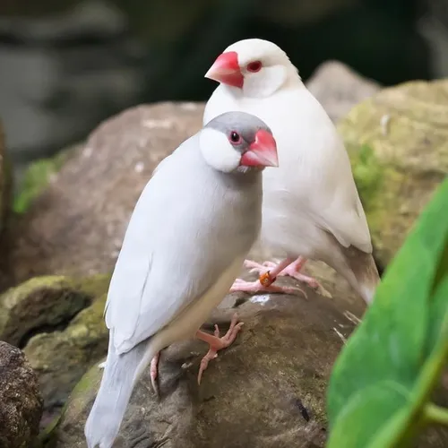 Pájaros diamante mandarín OPALO