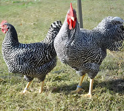 Gallinas Plymouth Rock