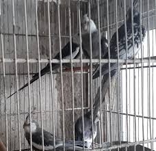 Periquitos ninfa CARA BLANCA