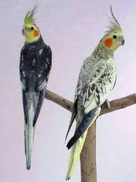Cacatúas ninfa roja