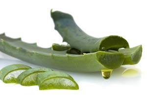Aloe vera frais