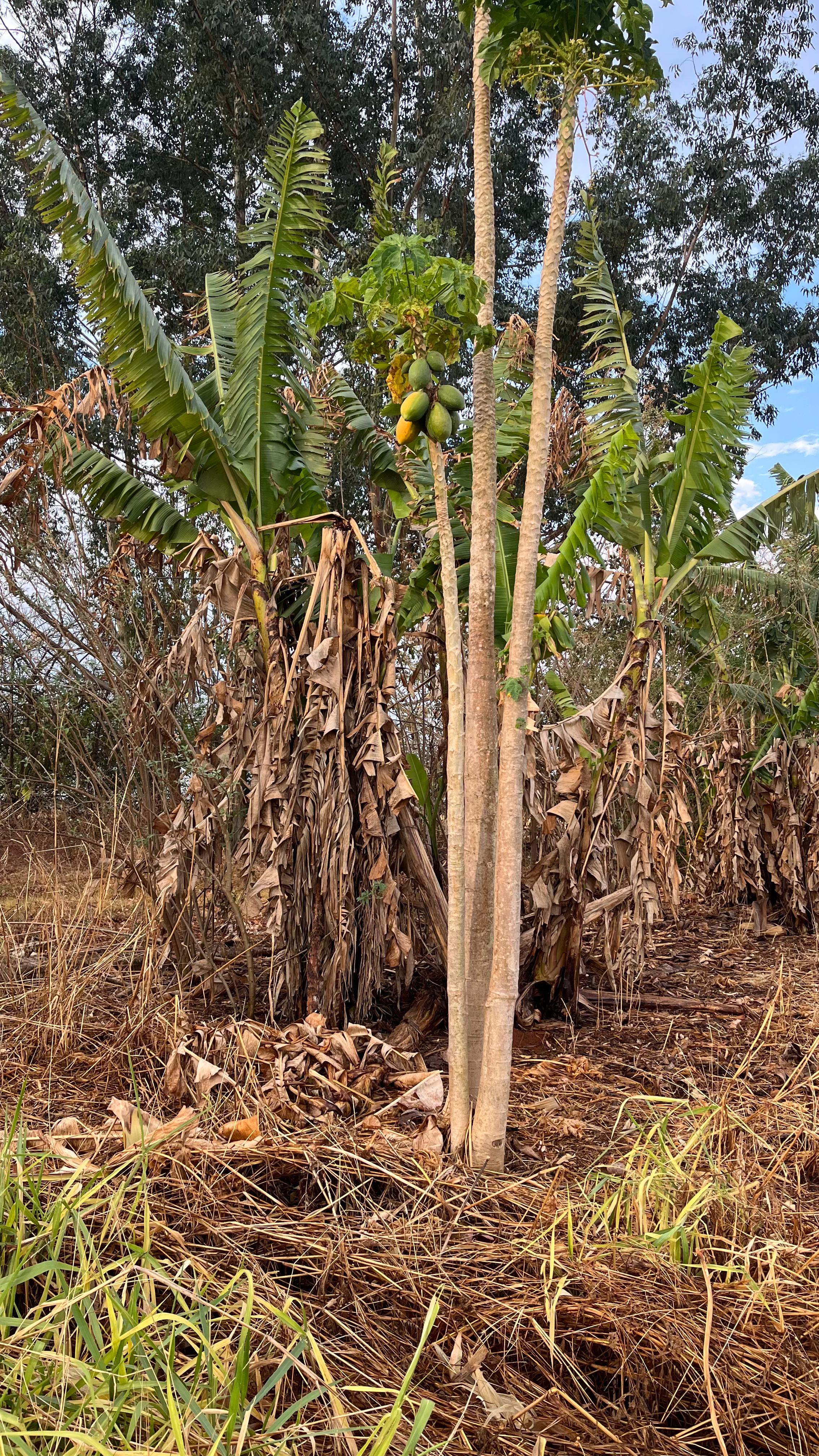 Sítio com 12 Hectares Região Campo Verde