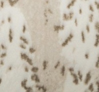 Faux animal print Minky