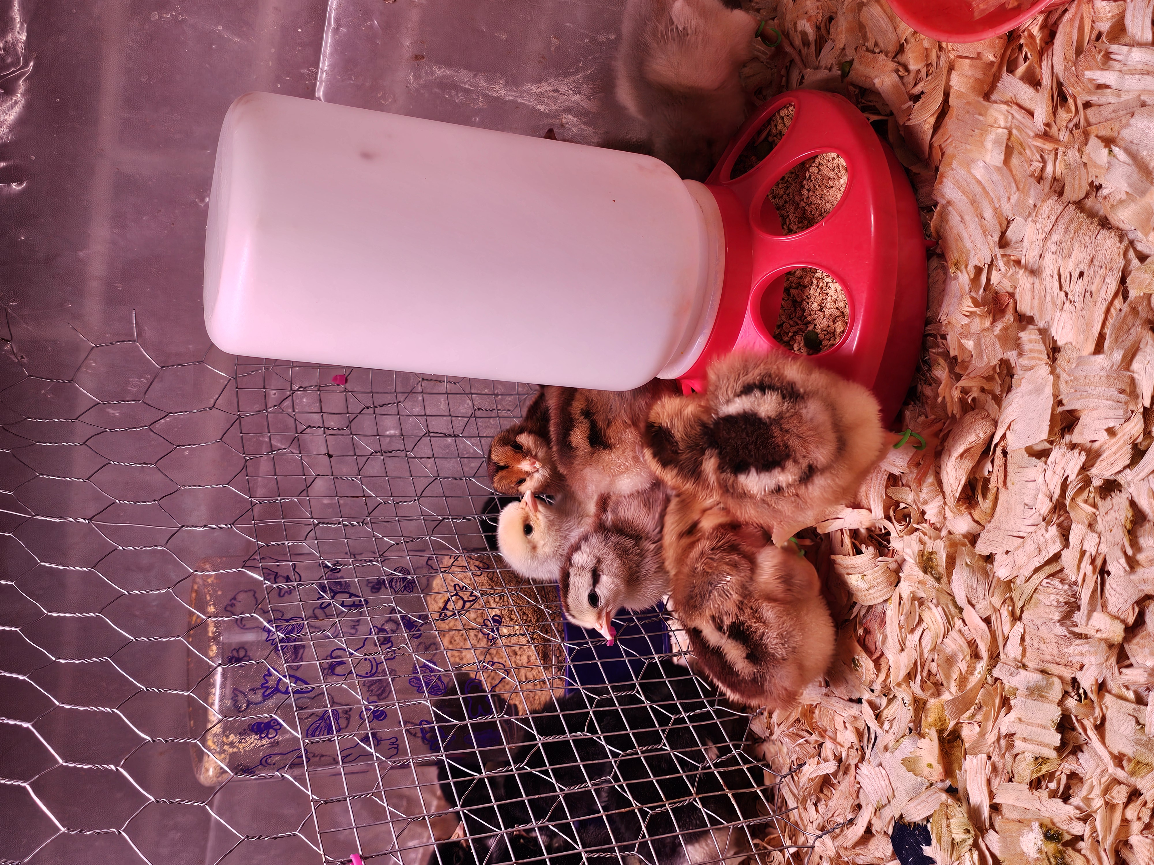 Camp Forest Chicks- 2/10/2026 Hatch