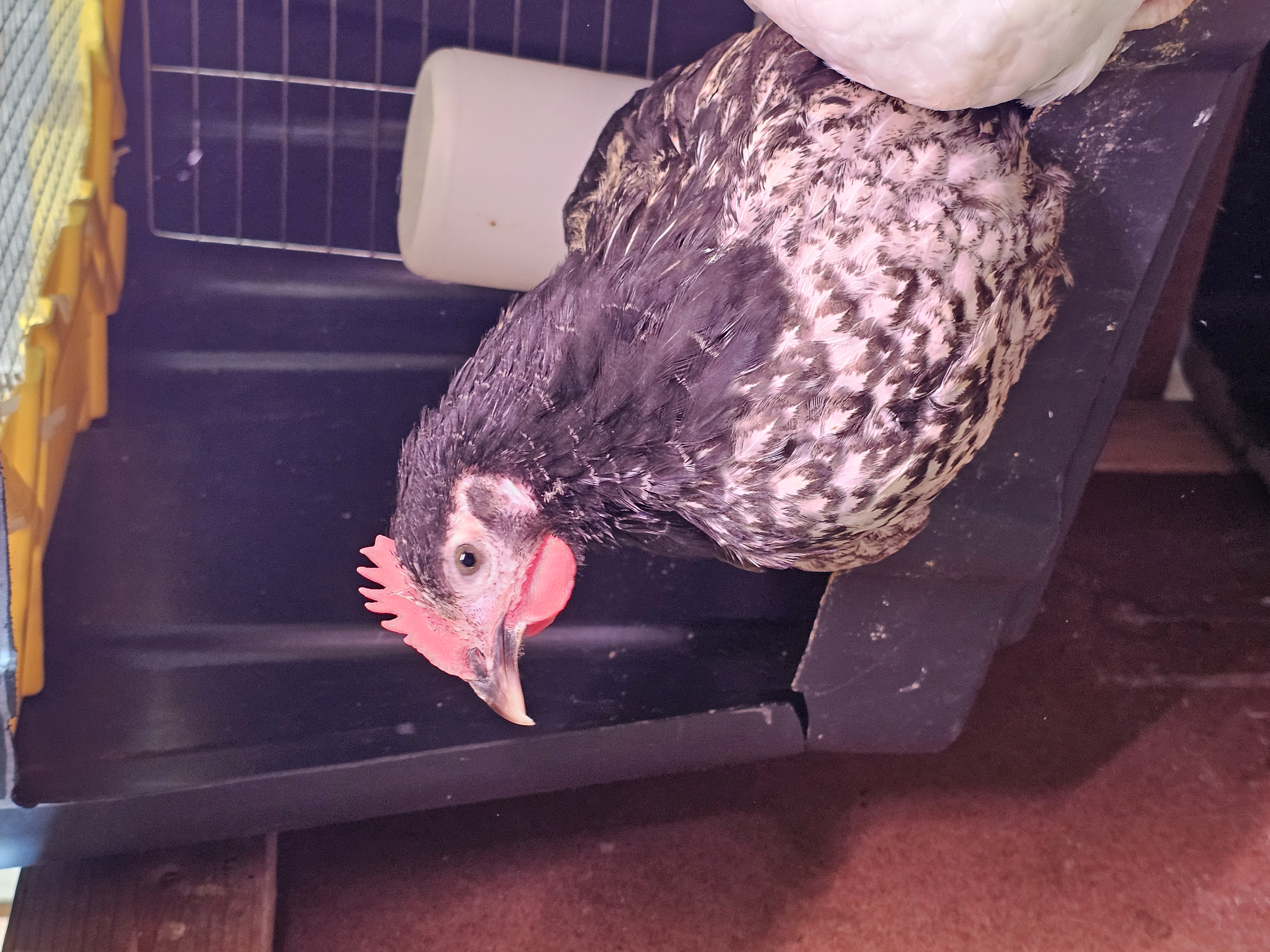 Easter Egger Grow Outs