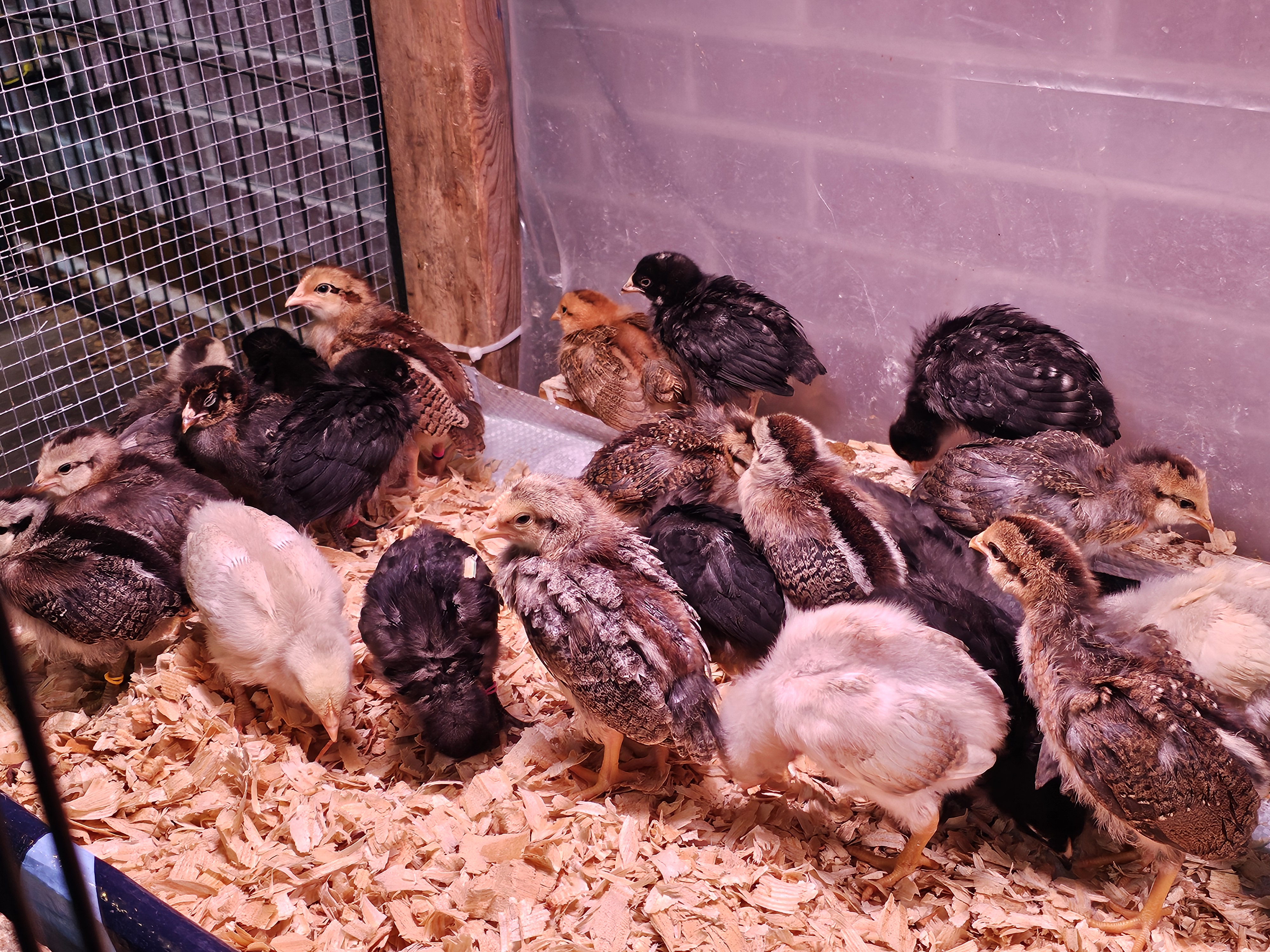 Camp Egg Chicks- 1/26/26 hatch