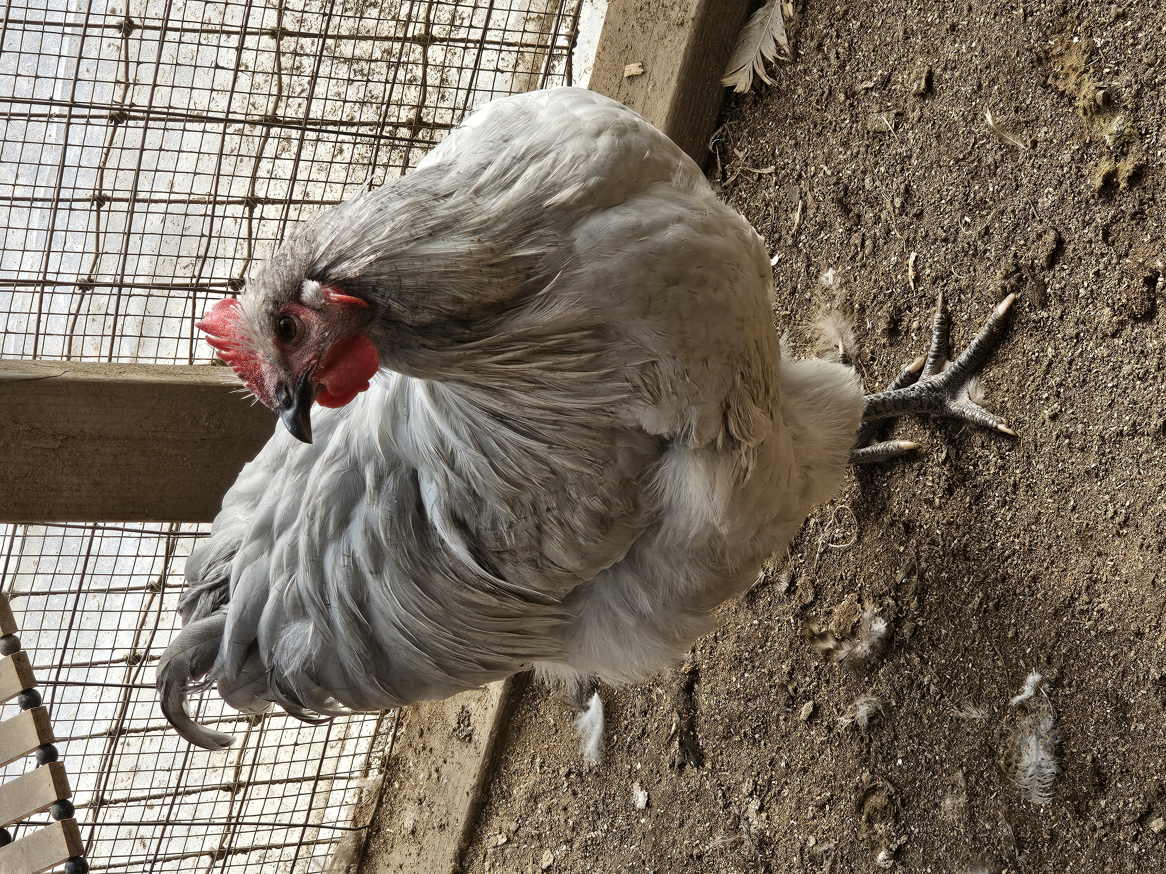 Lavender Orpington Rooster