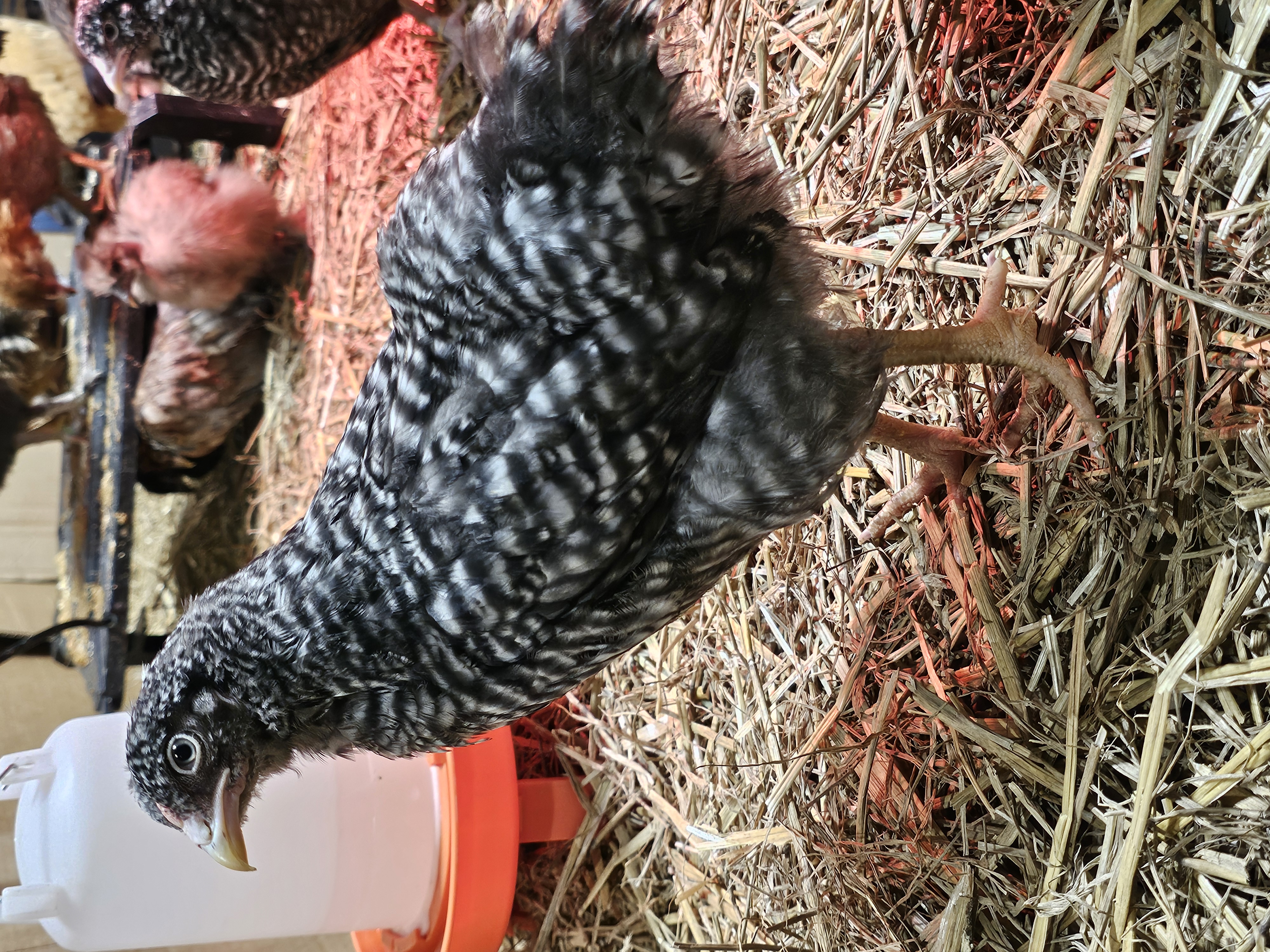 Mixed Color Layer Grow Outs