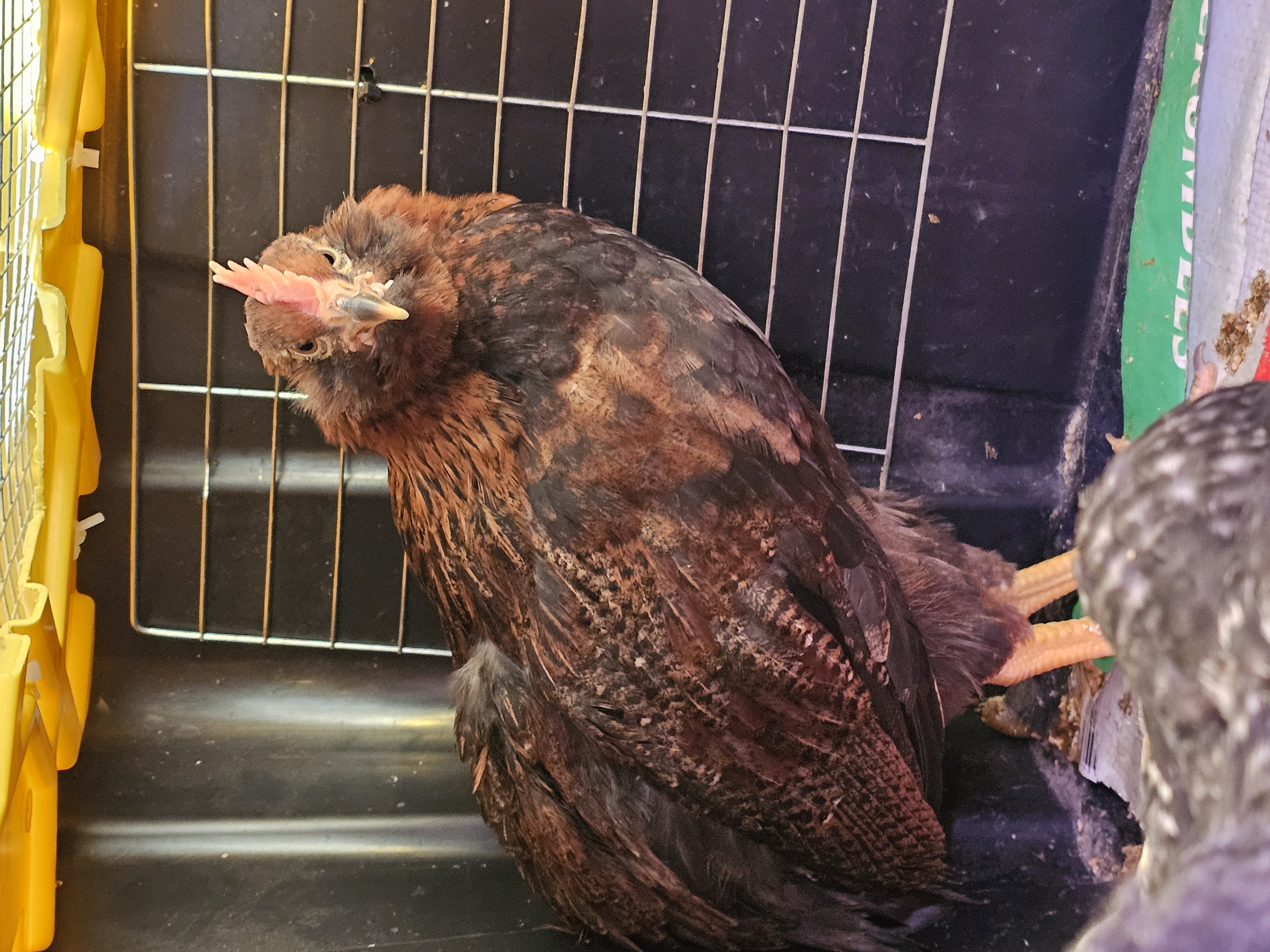 Easter Egger Grow Outs