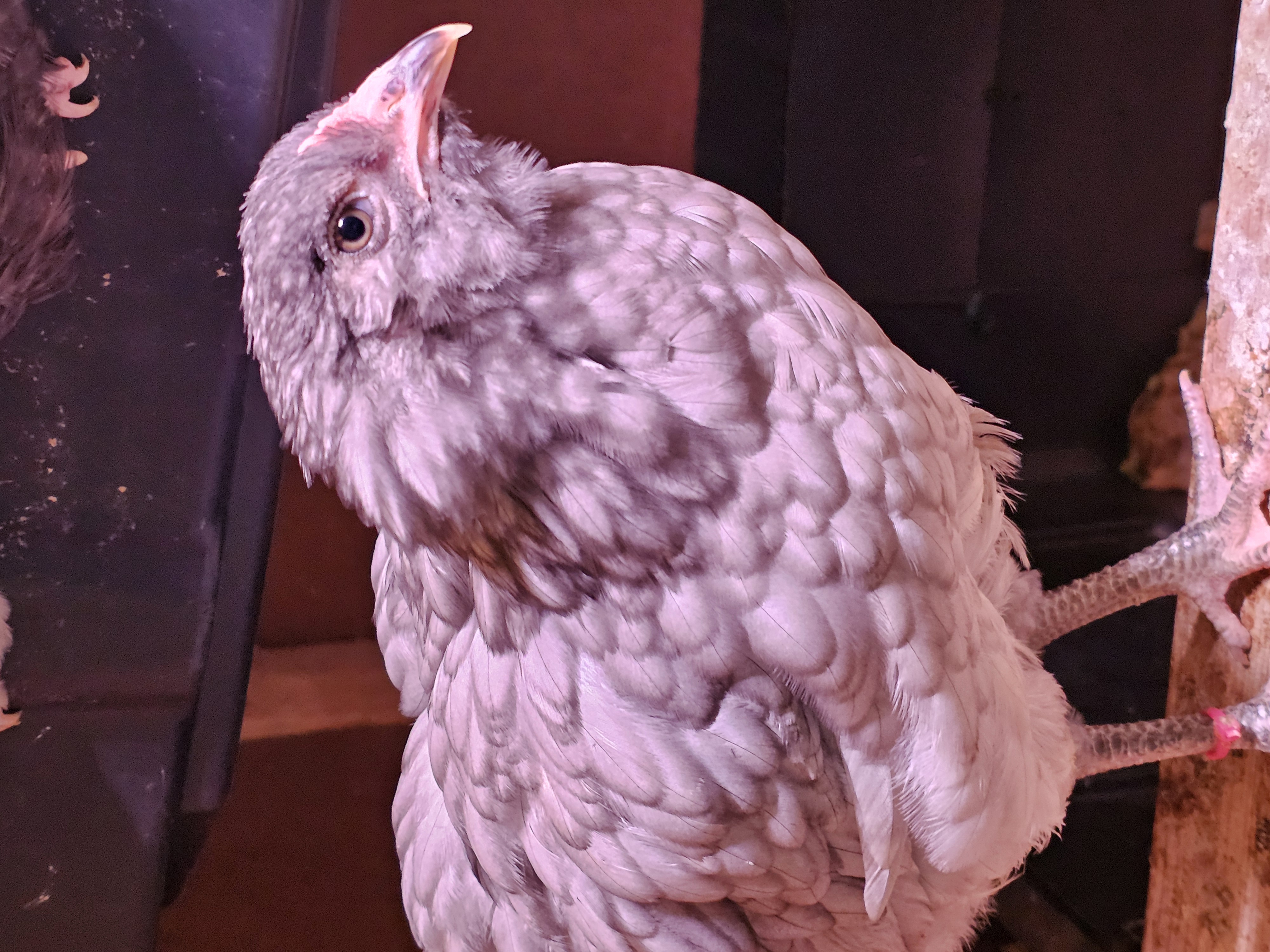 Easter Egger Grow Outs