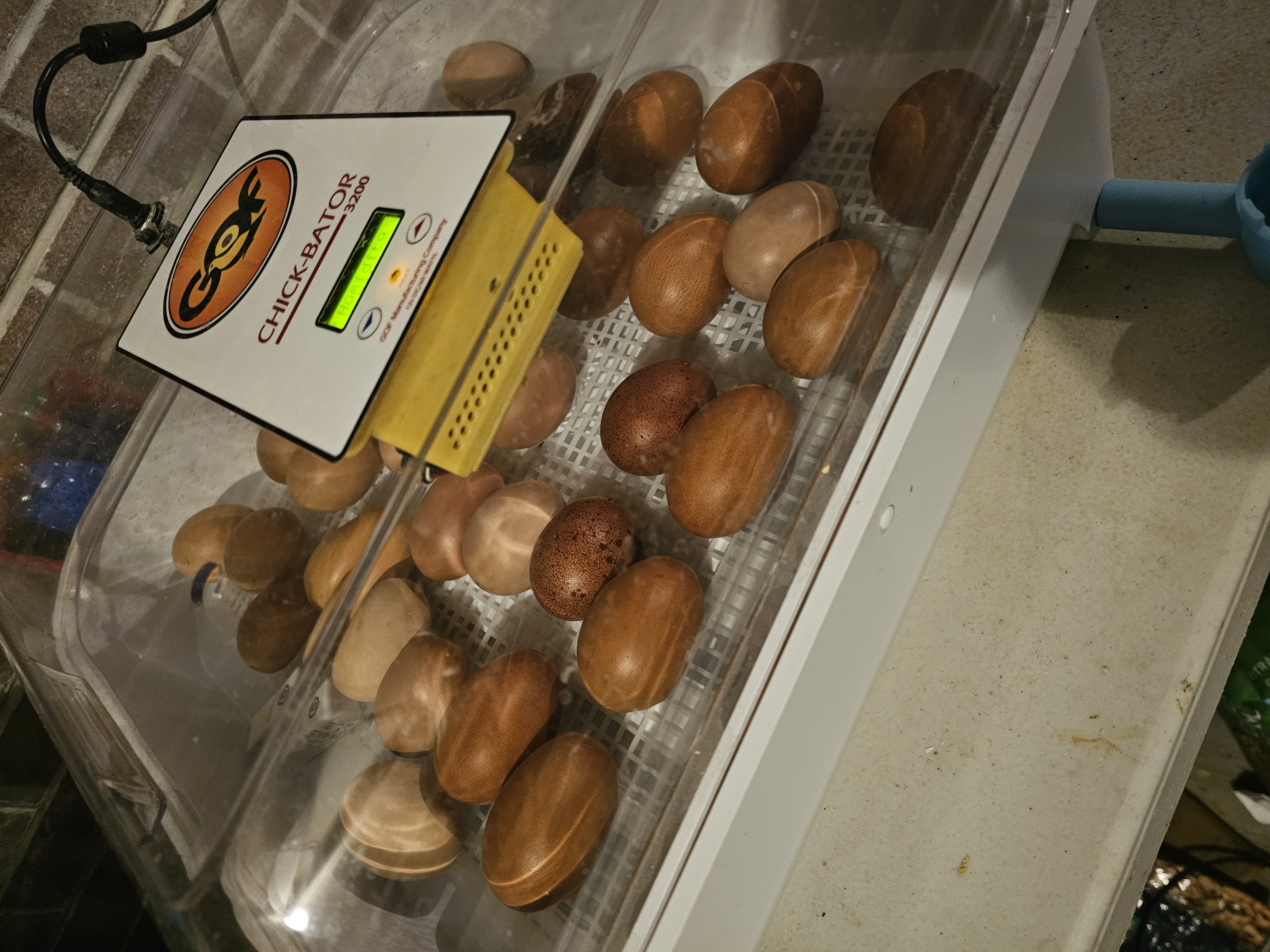 Camp Egg Hatching Eggs