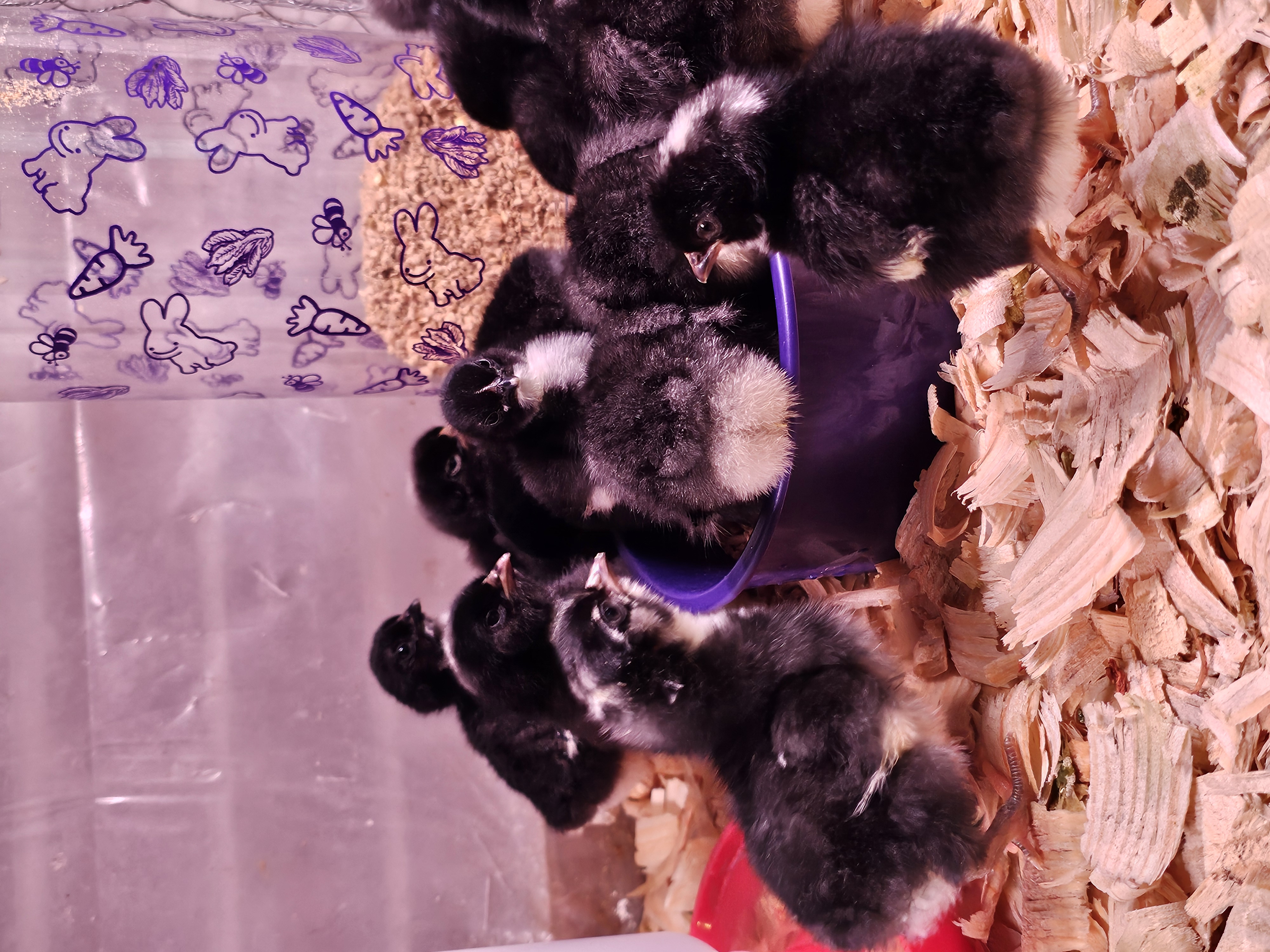 Camp Egg Chicks- 2/10/26 Hatch