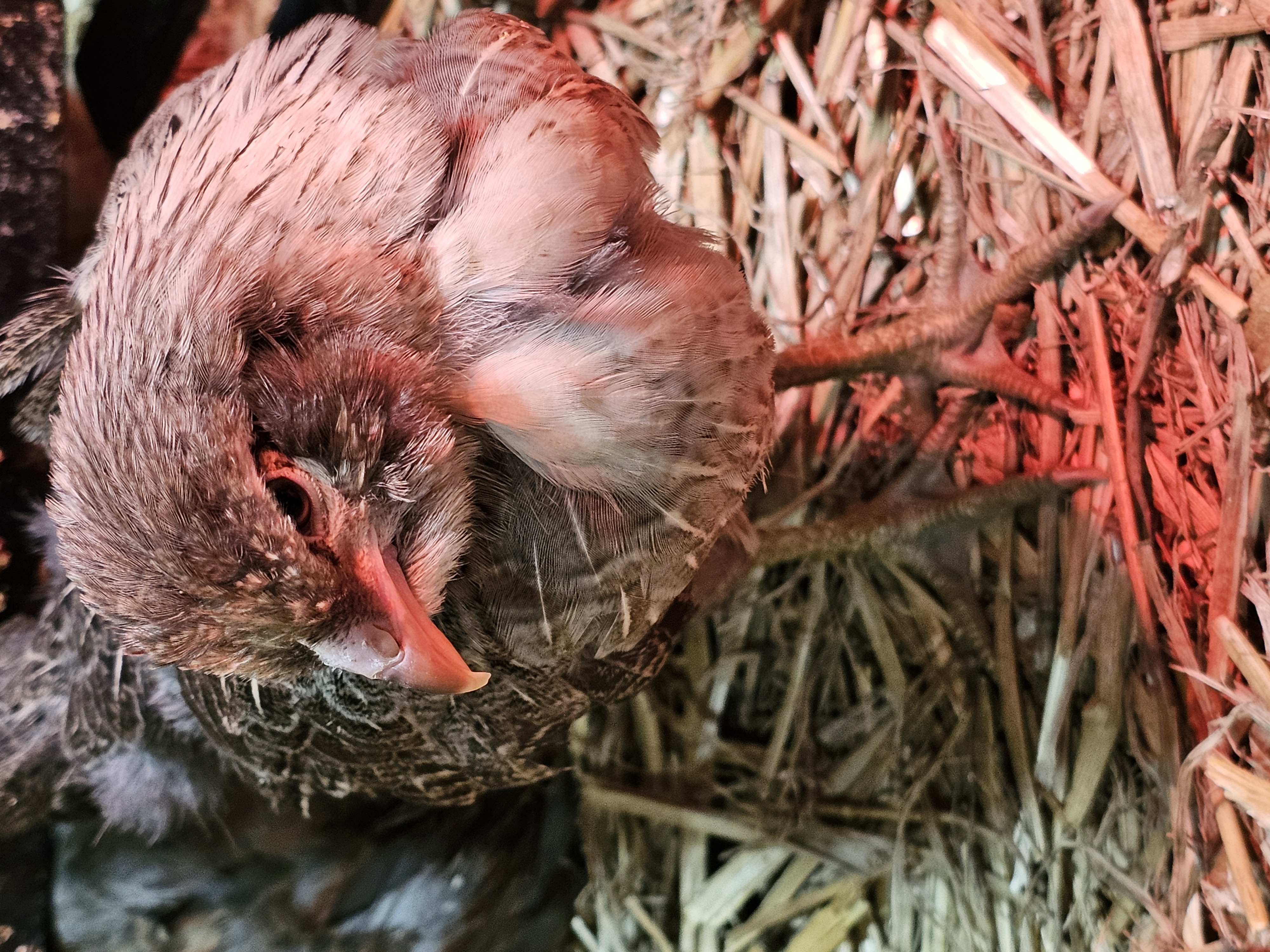 Mixed Color Layer Grow Outs