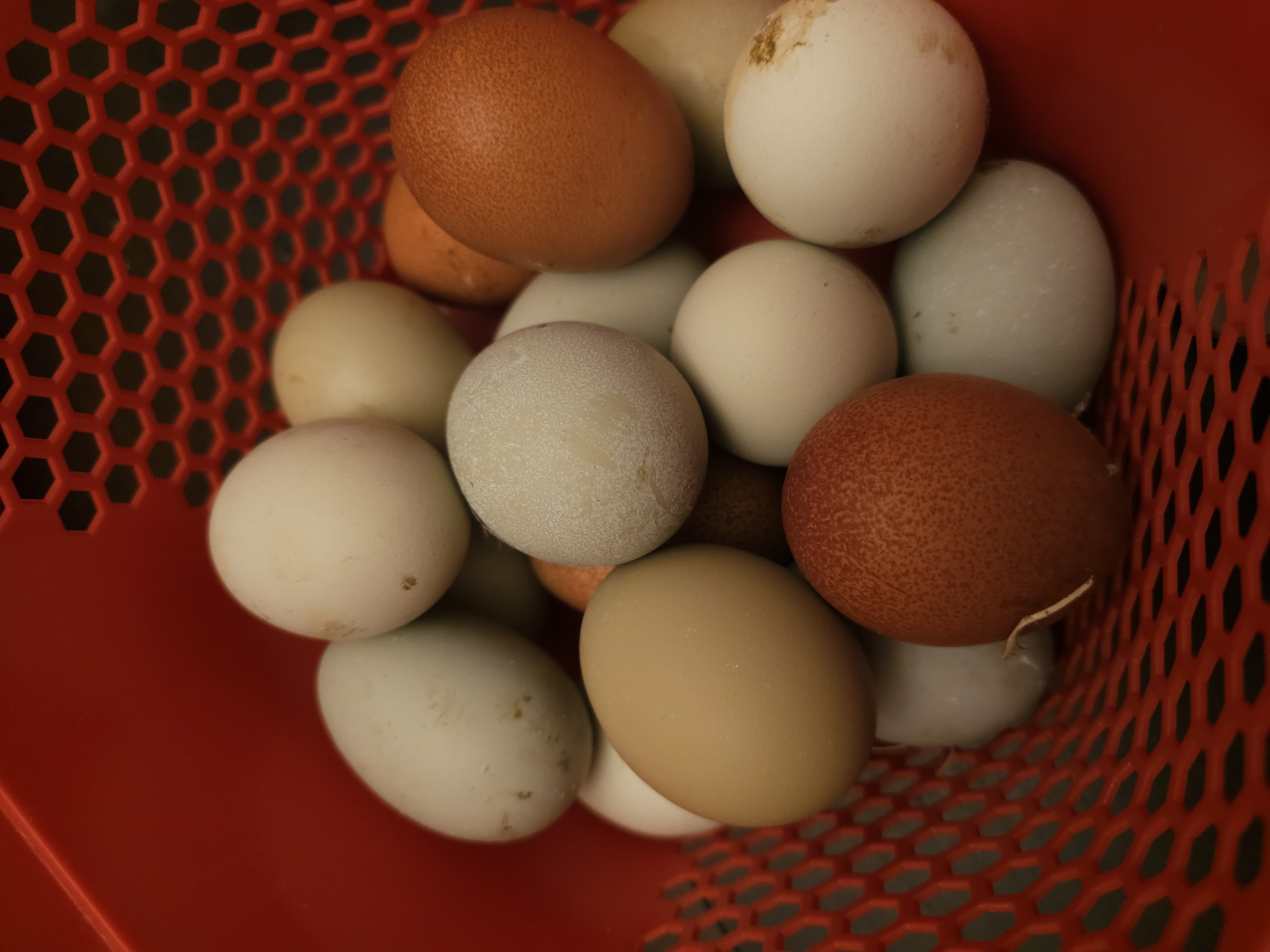 Hen's Choice Hatching Eggs