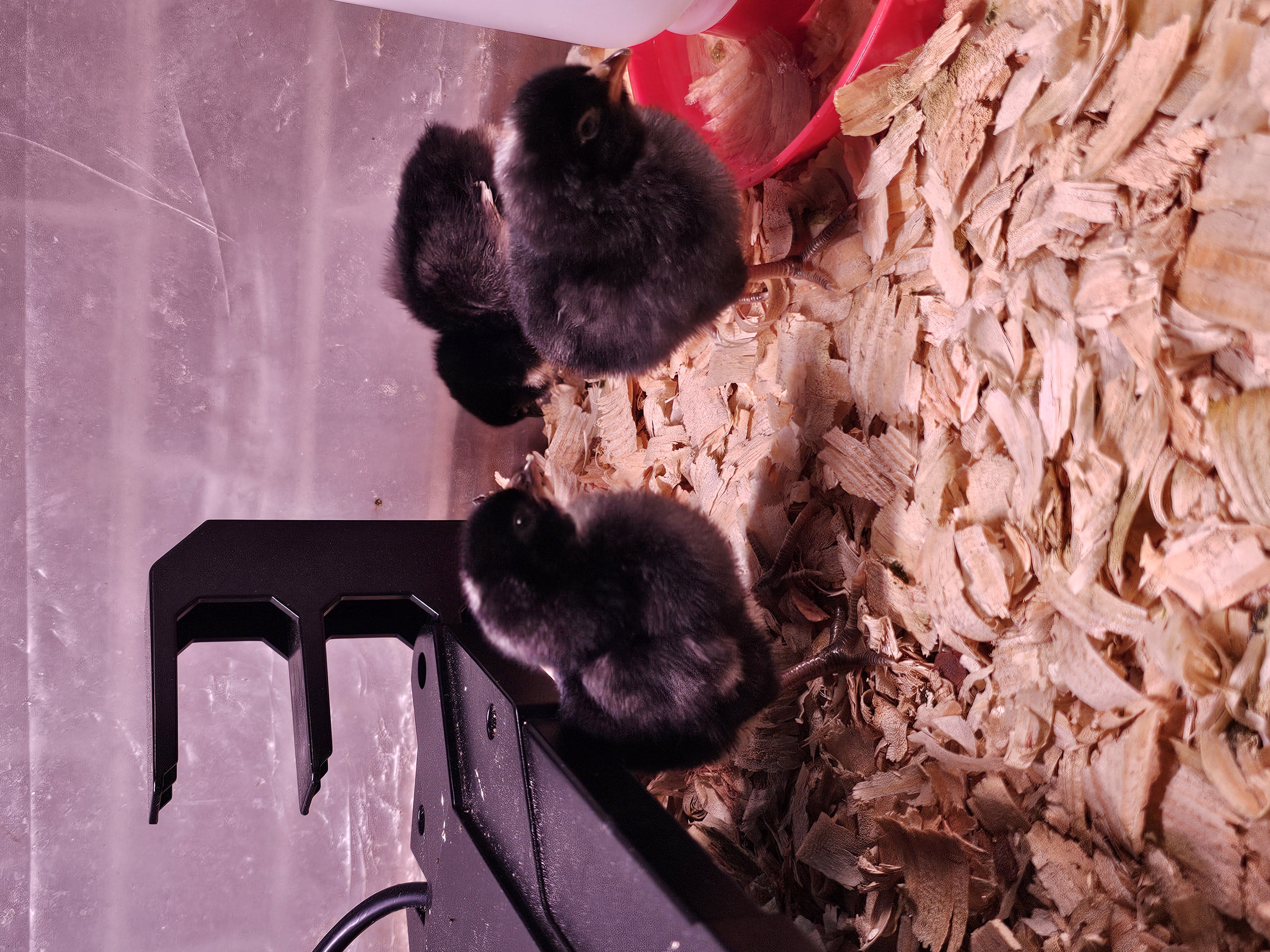 Camp Egg Chicks- 2/10/26 Hatch