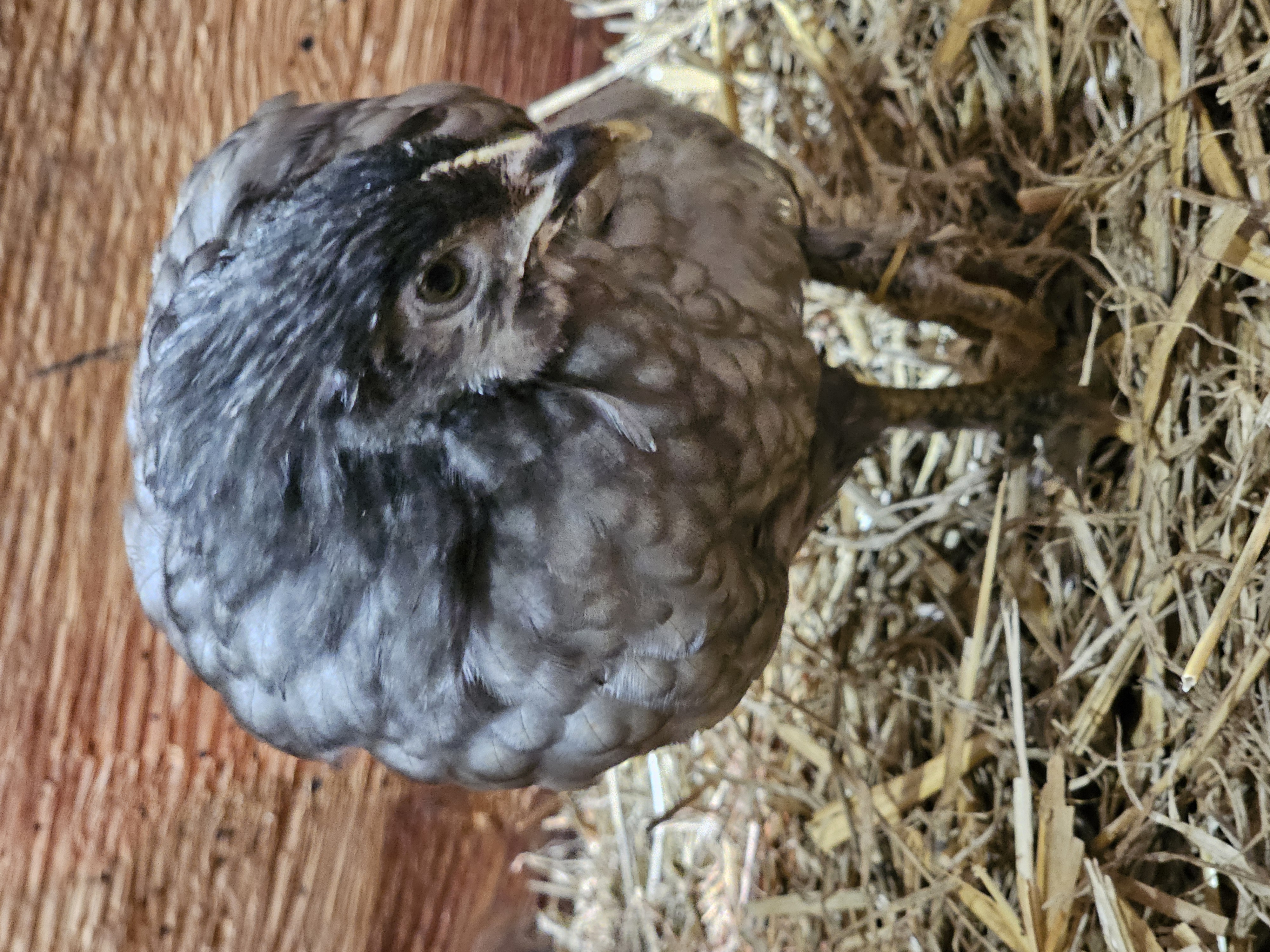 Mixed Color Layer Grow Outs