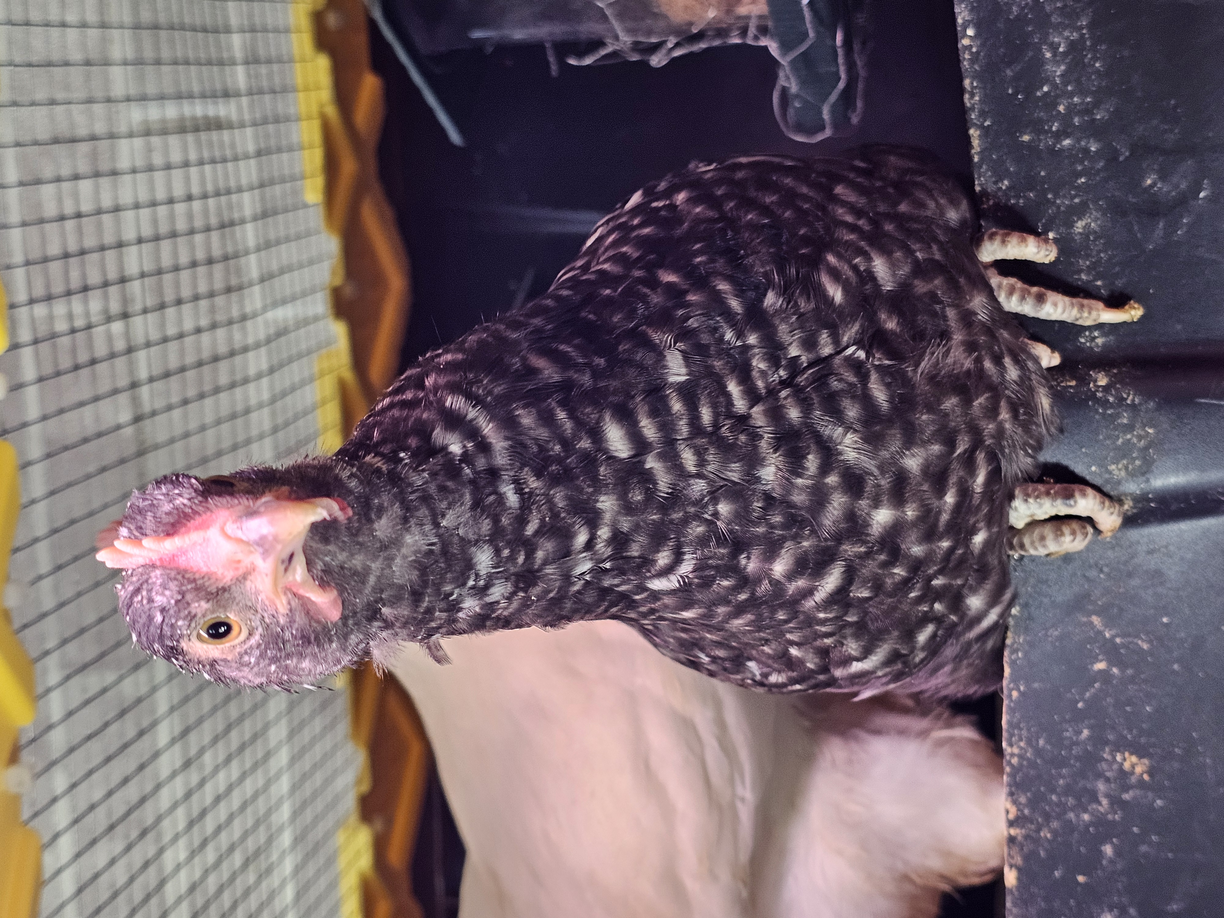 Easter Egger Grow Outs