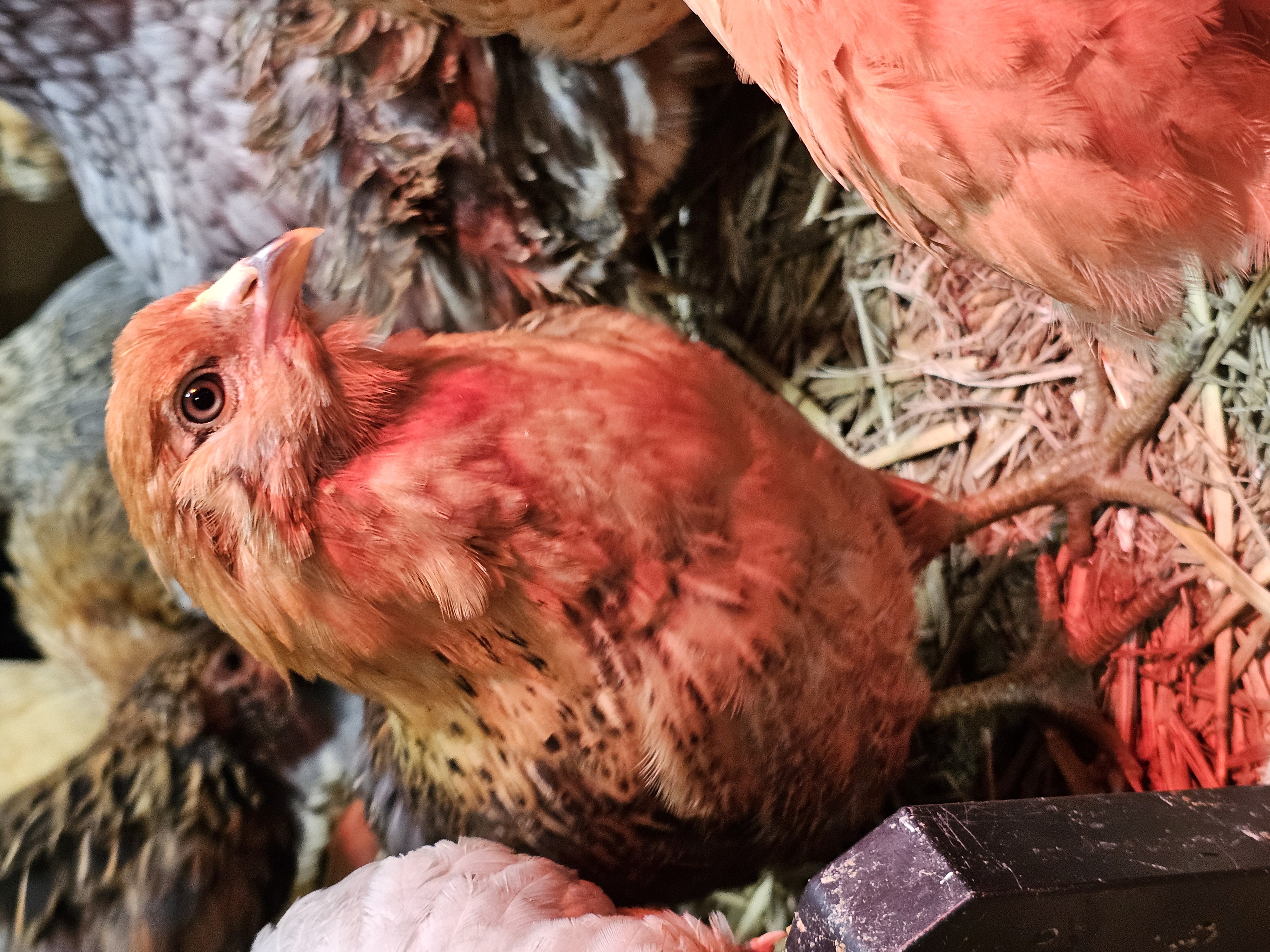 Mixed Color Layer Grow Outs