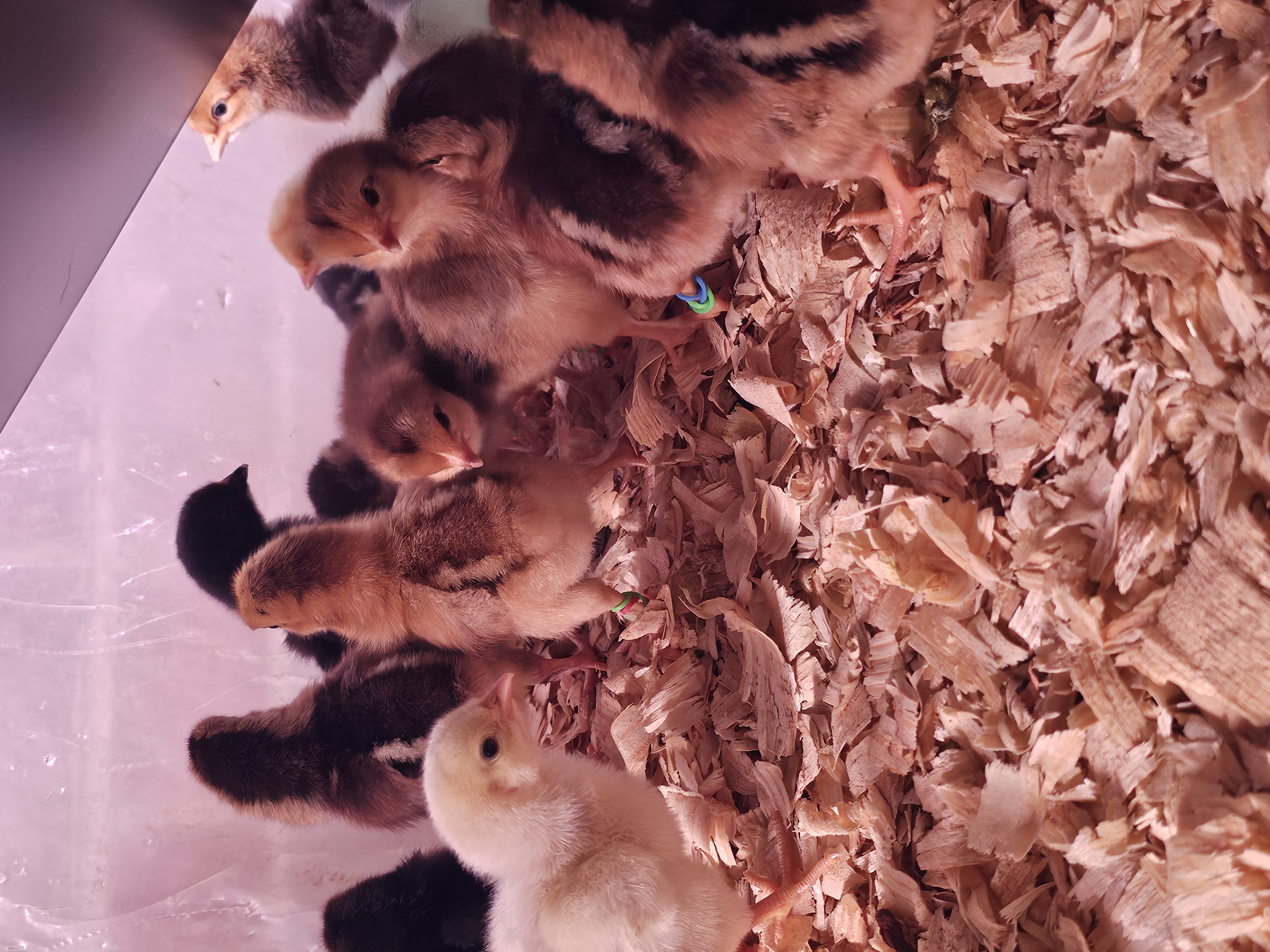 Camp Forest Chicks- 2/10/2026 Hatch