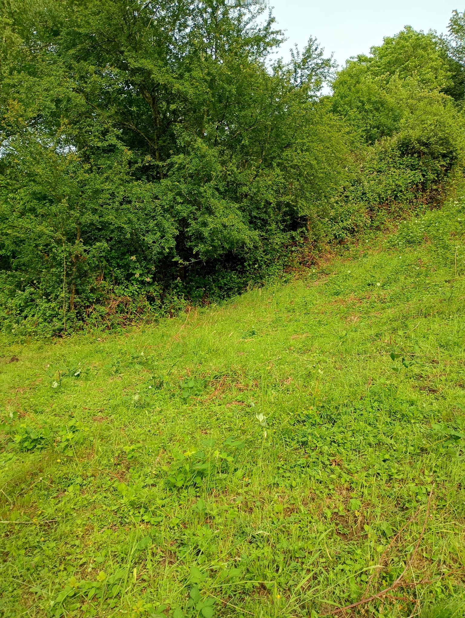 Urbach  - Wiese 