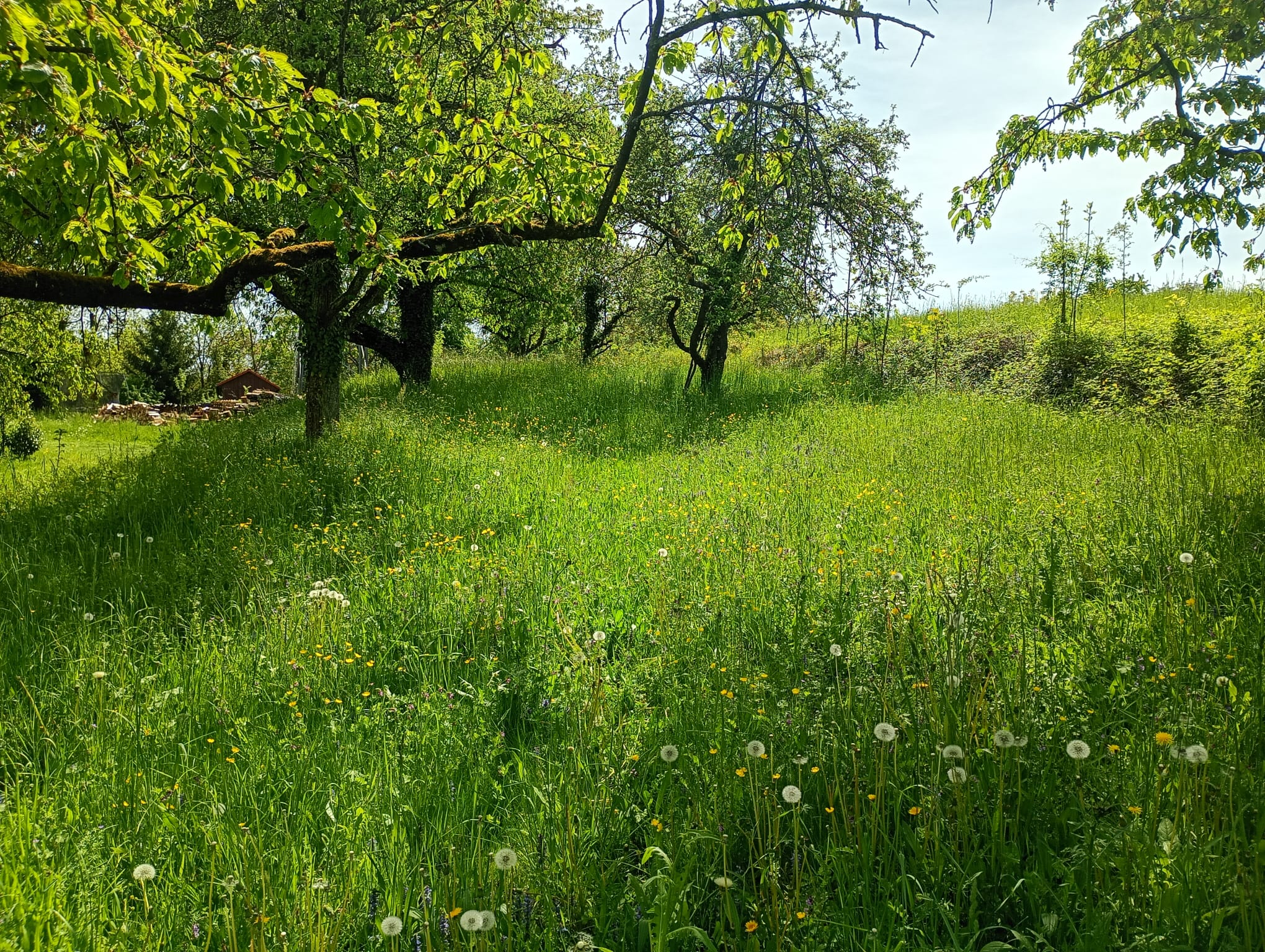 Walheim - Wiese 