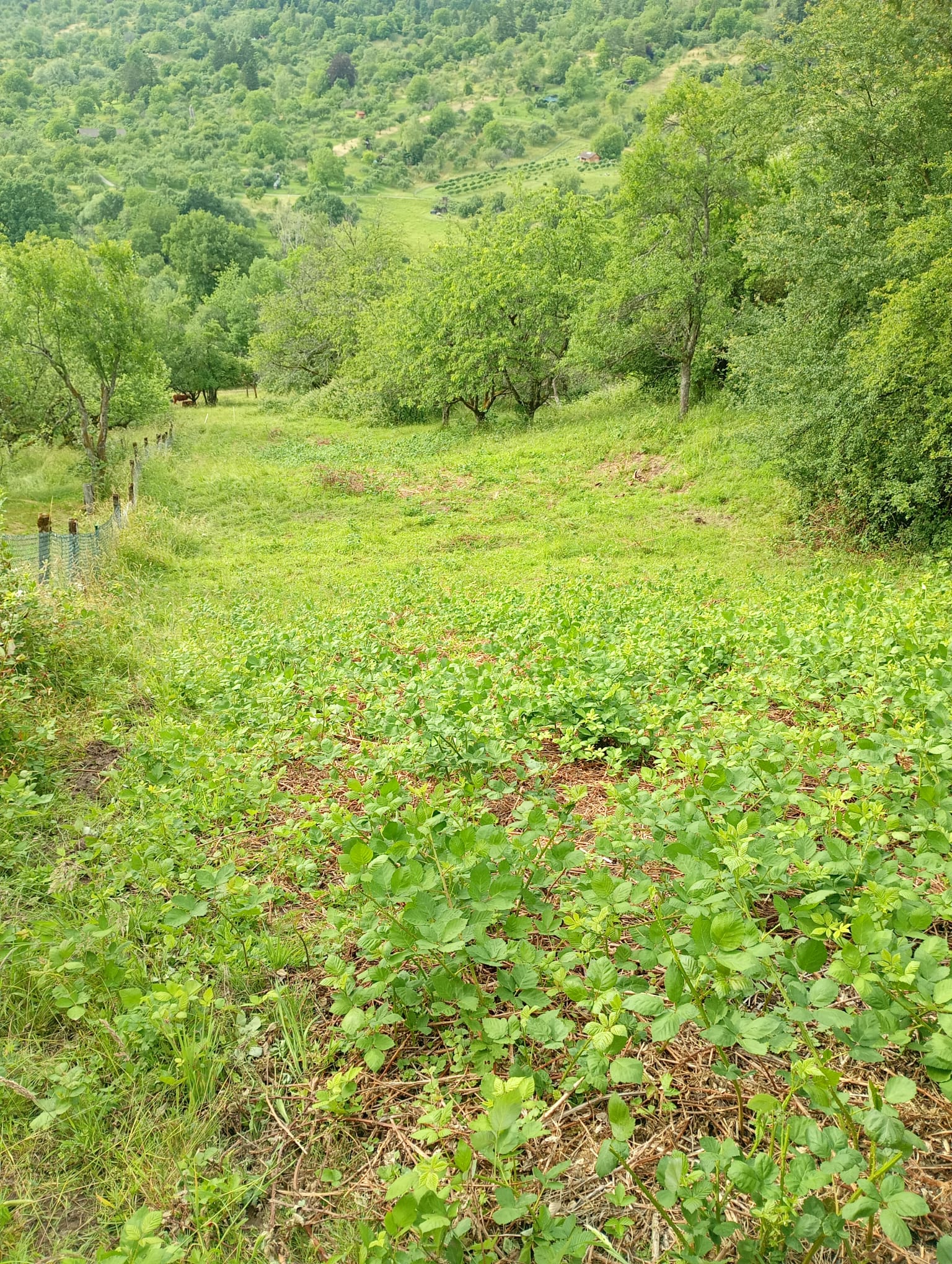 Urbach  - Wiese 