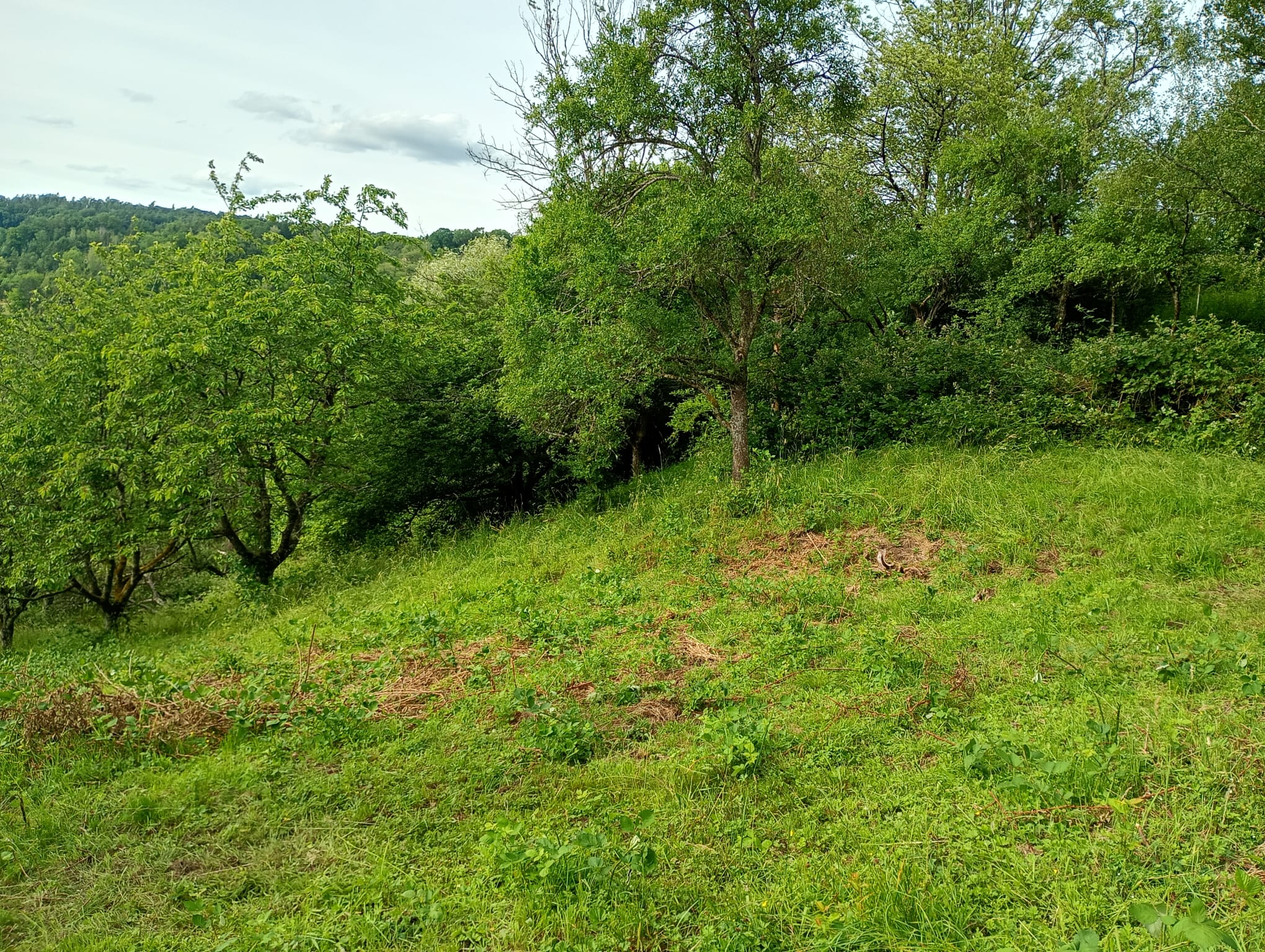 Urbach  - Wiese 