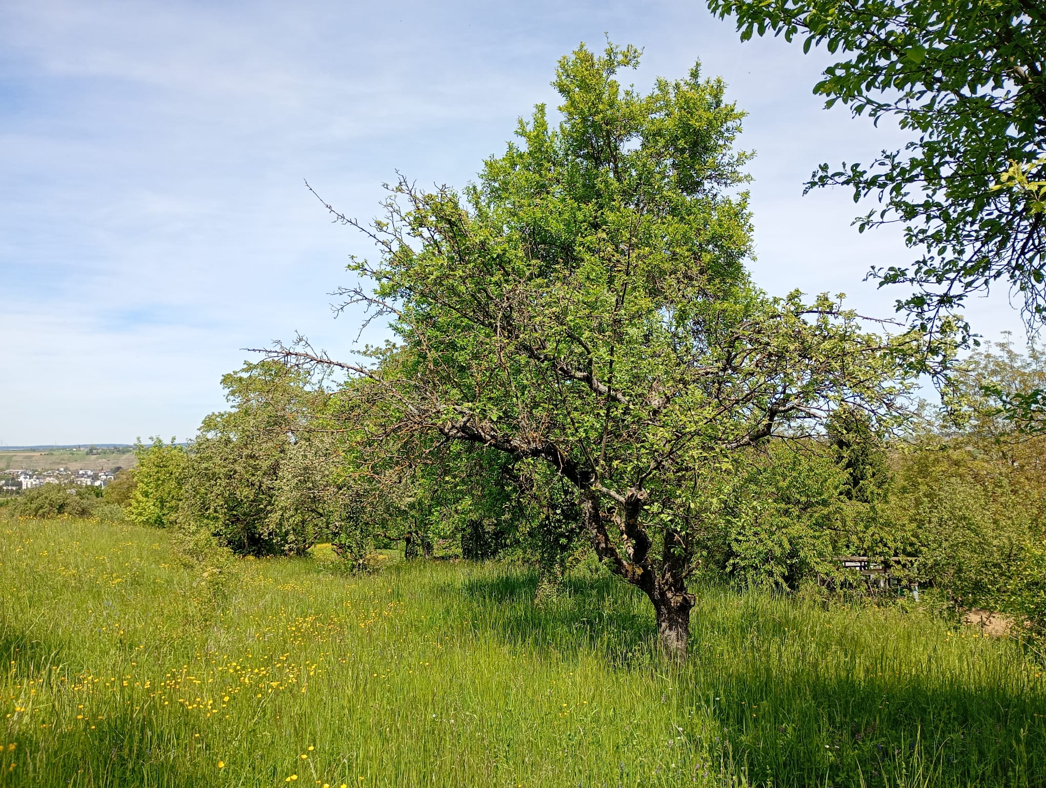 Walheim - Wiese 