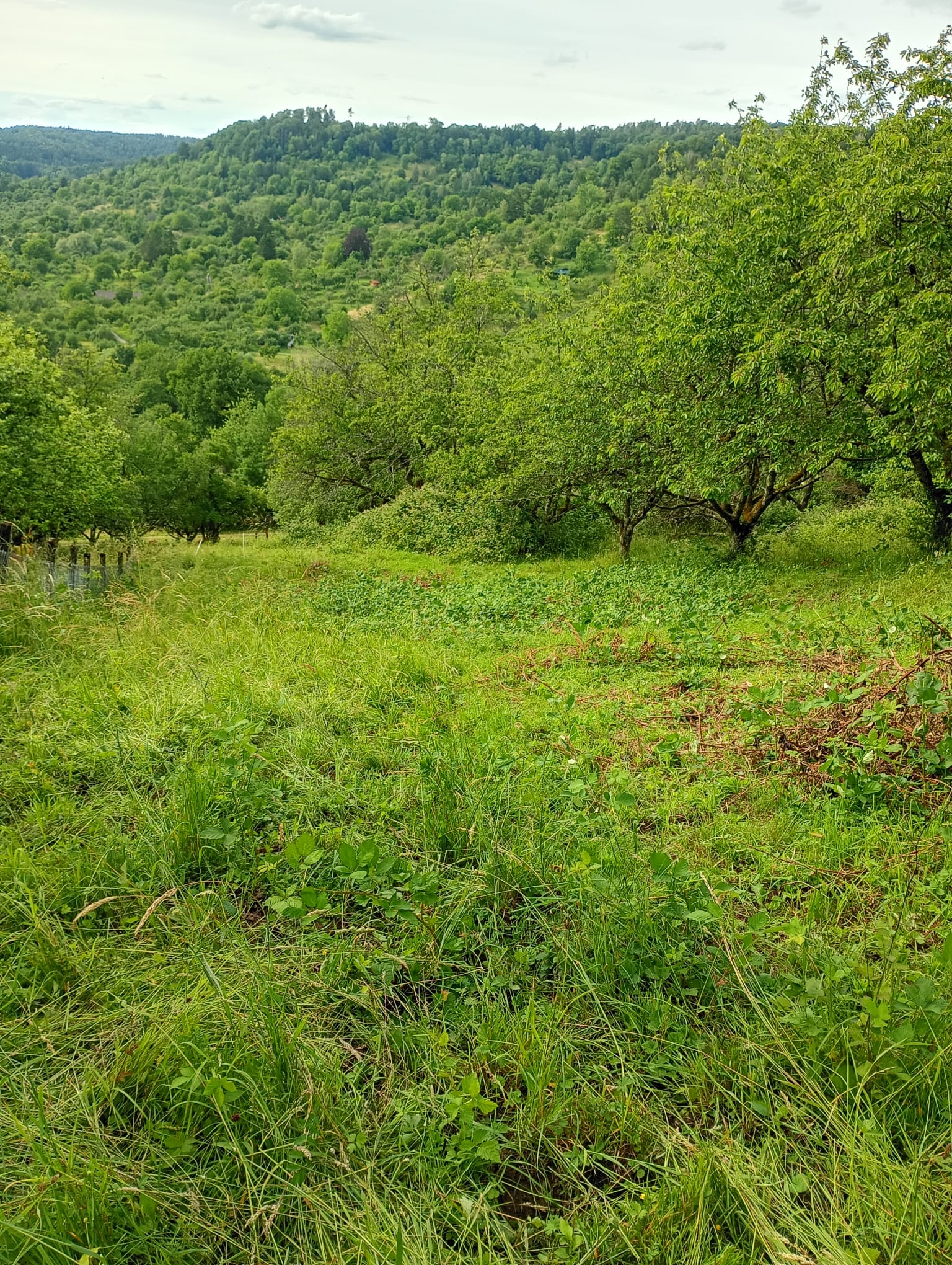 Urbach  - Wiese 