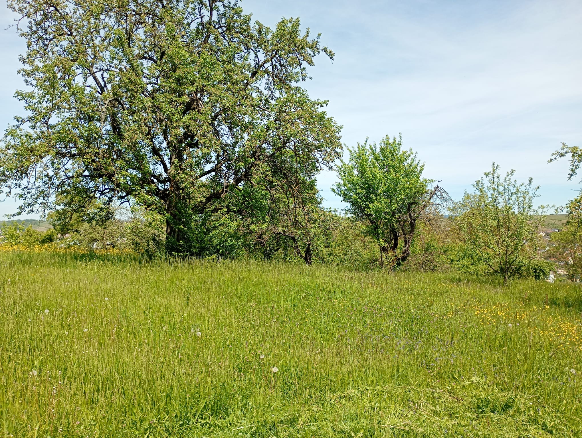 Walheim - Wiese 