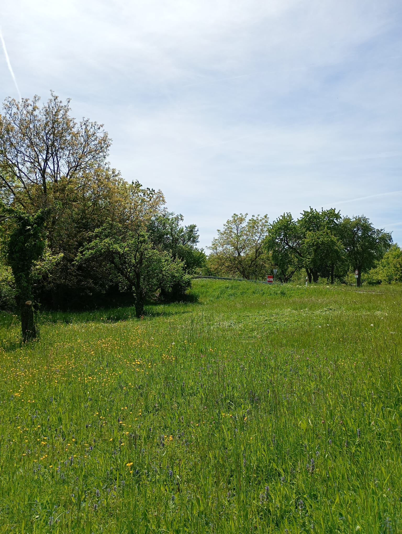 Walheim - Wiese 