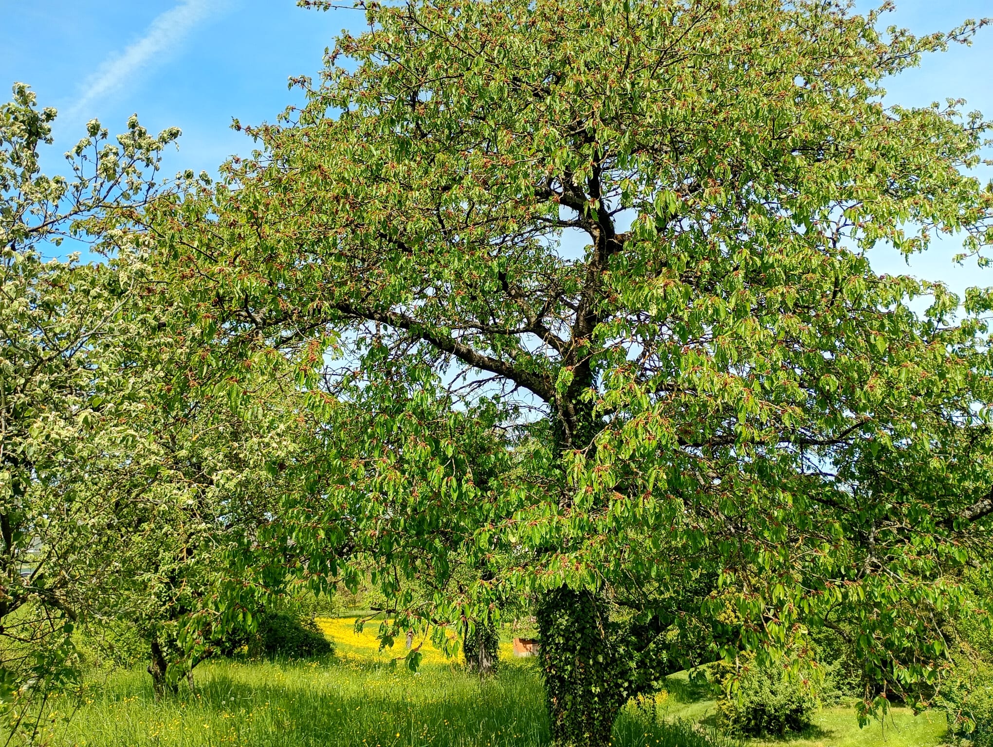 Walheim - Wiese 
