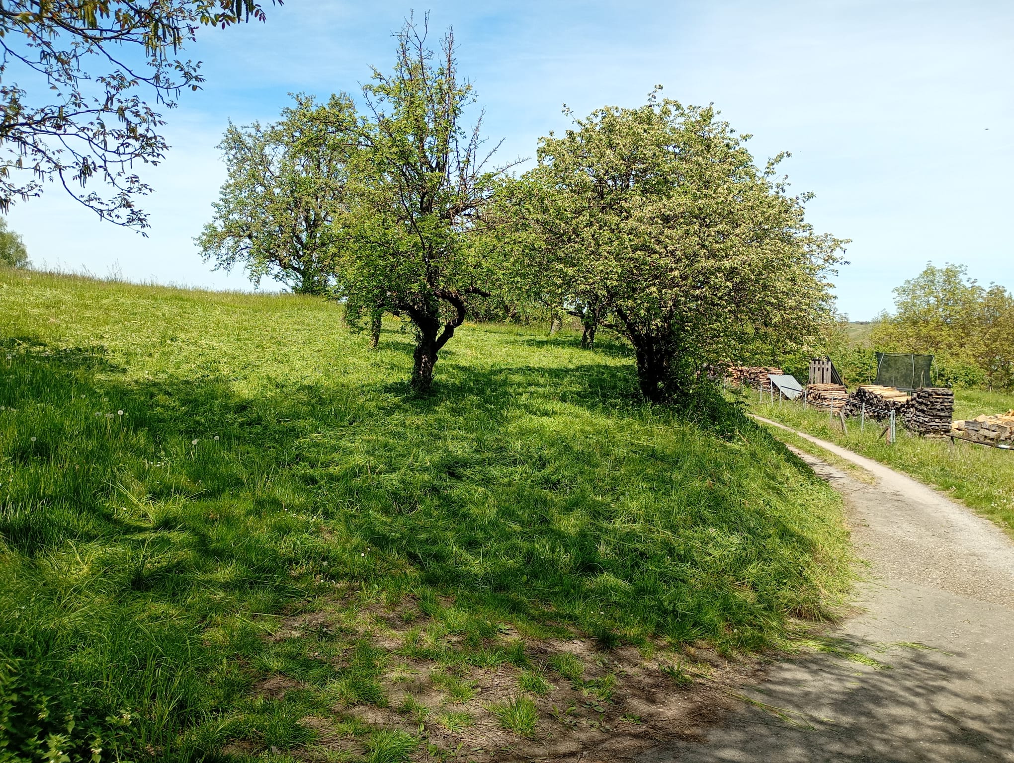 Walheim - Wiese 