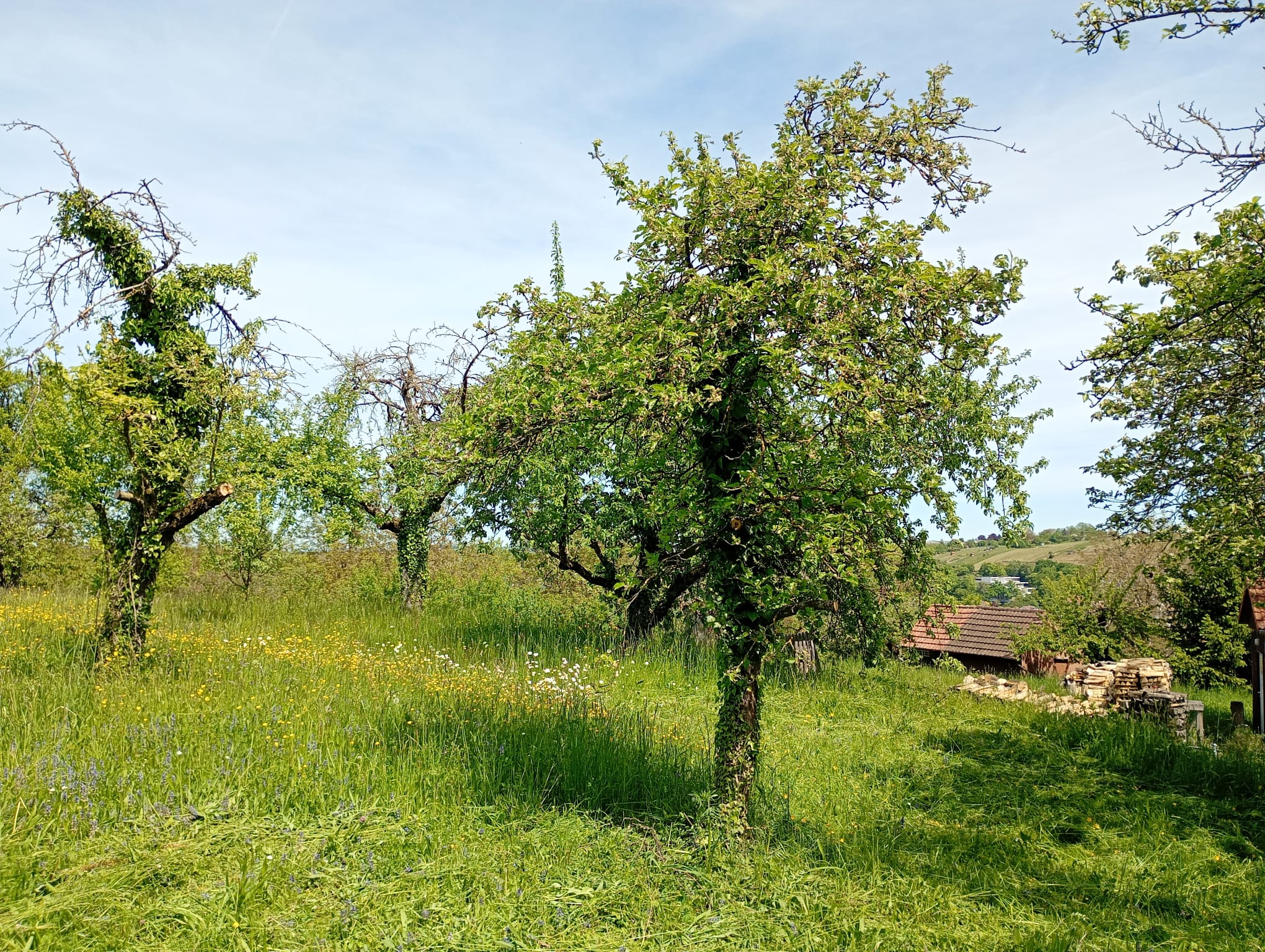 Walheim - Wiese 