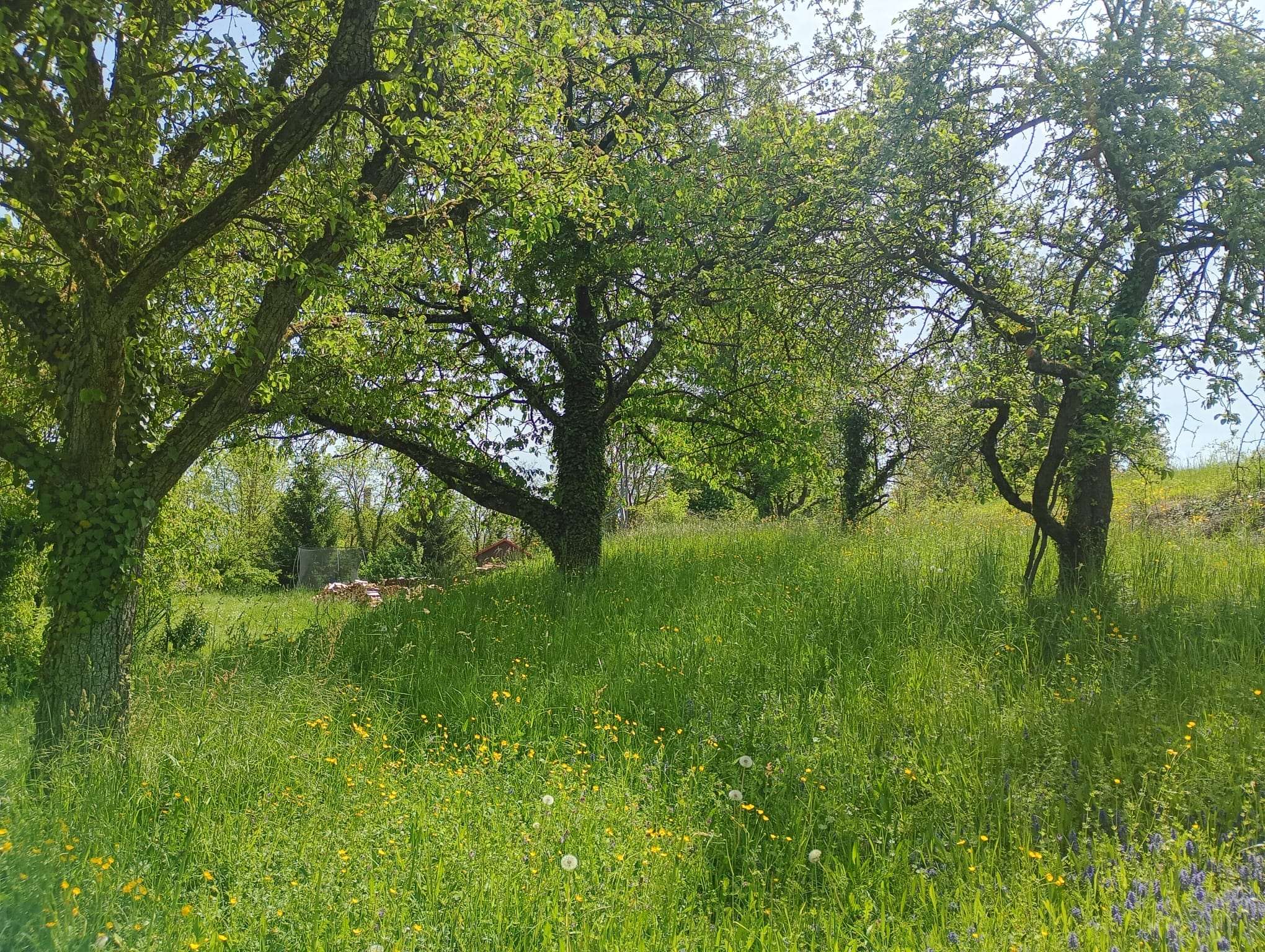 Walheim - Wiese 