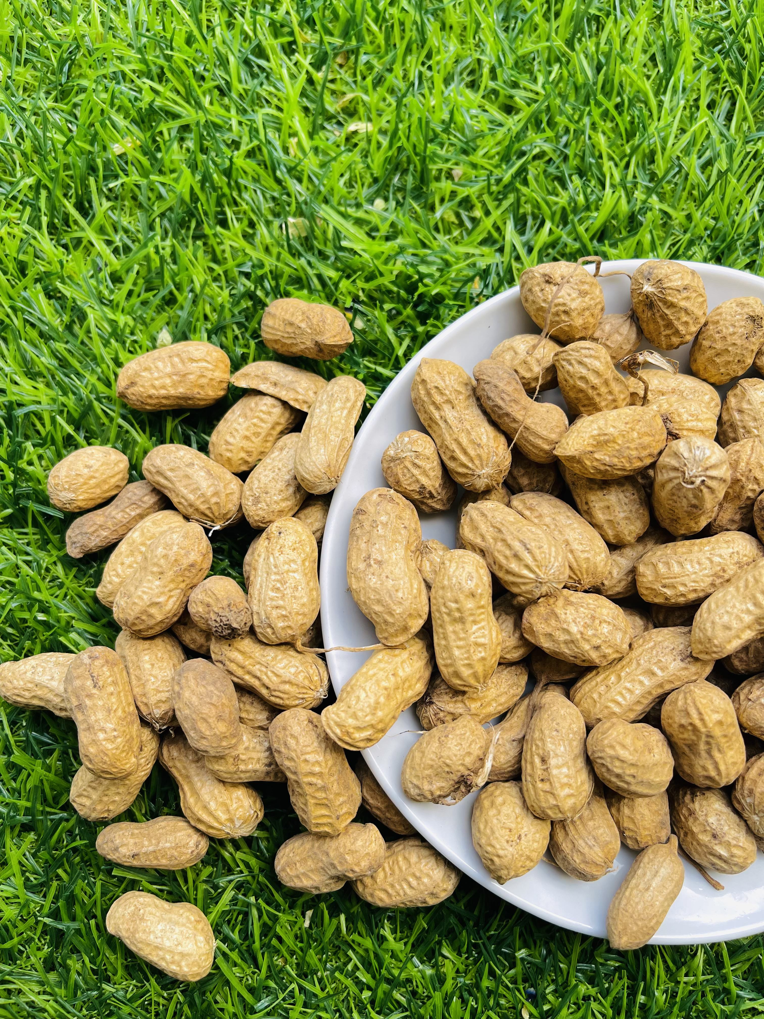 Raw peanuts in shell