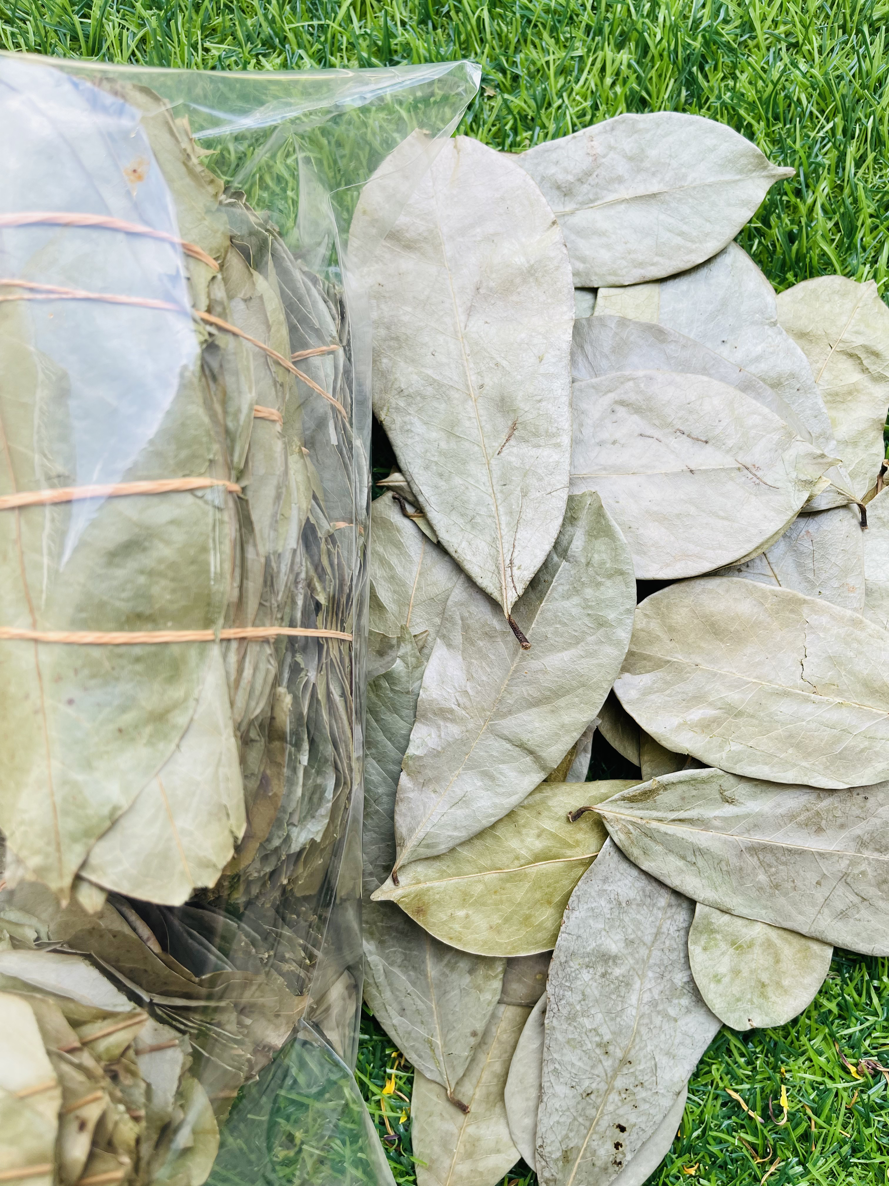 Dried Soursop Leaves