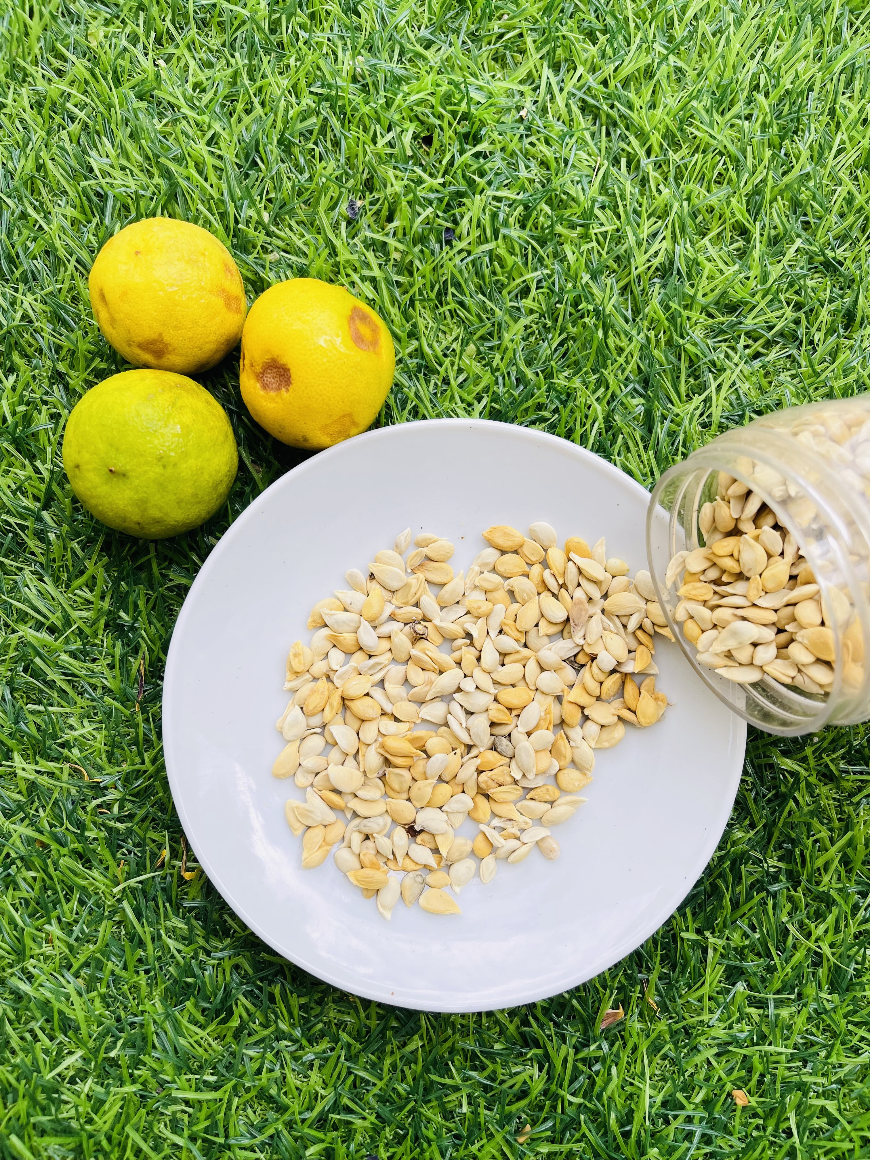 Lemon Seeds