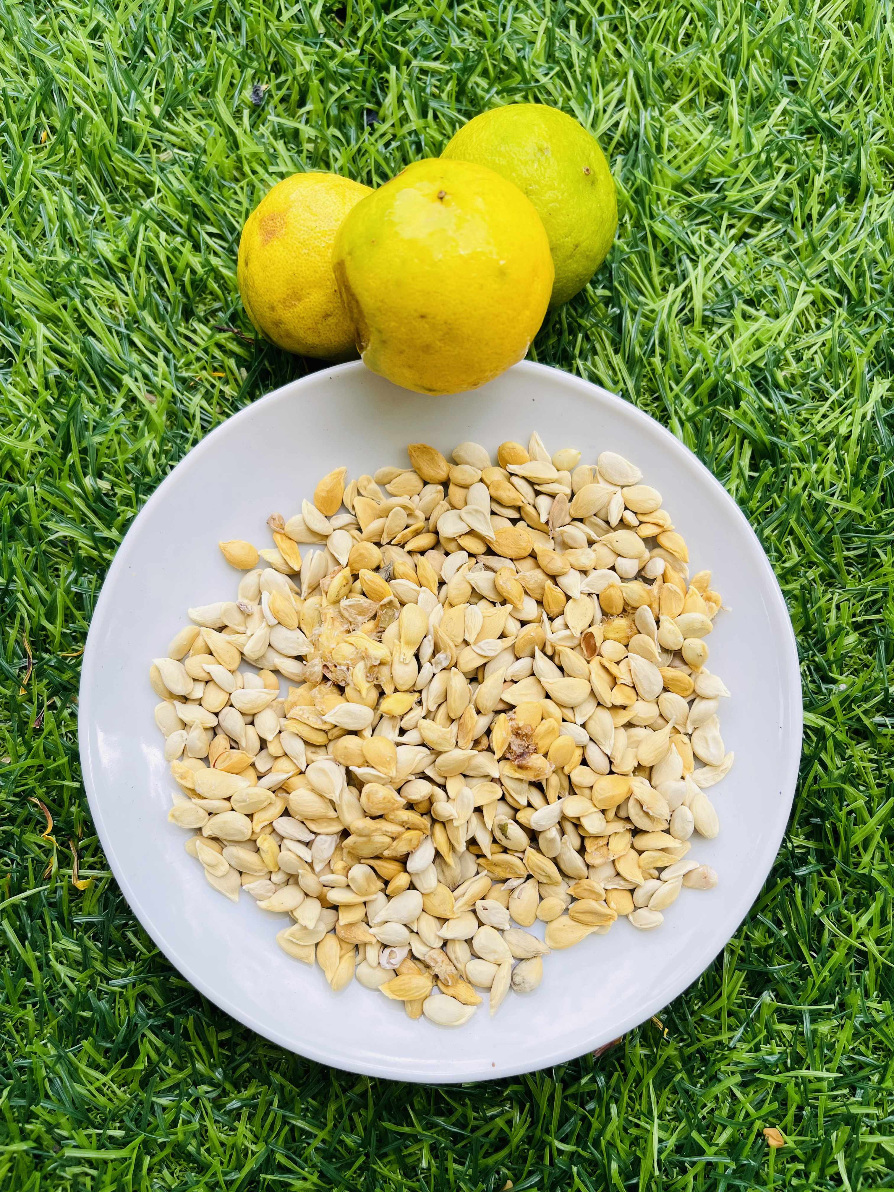 Lemon Seeds