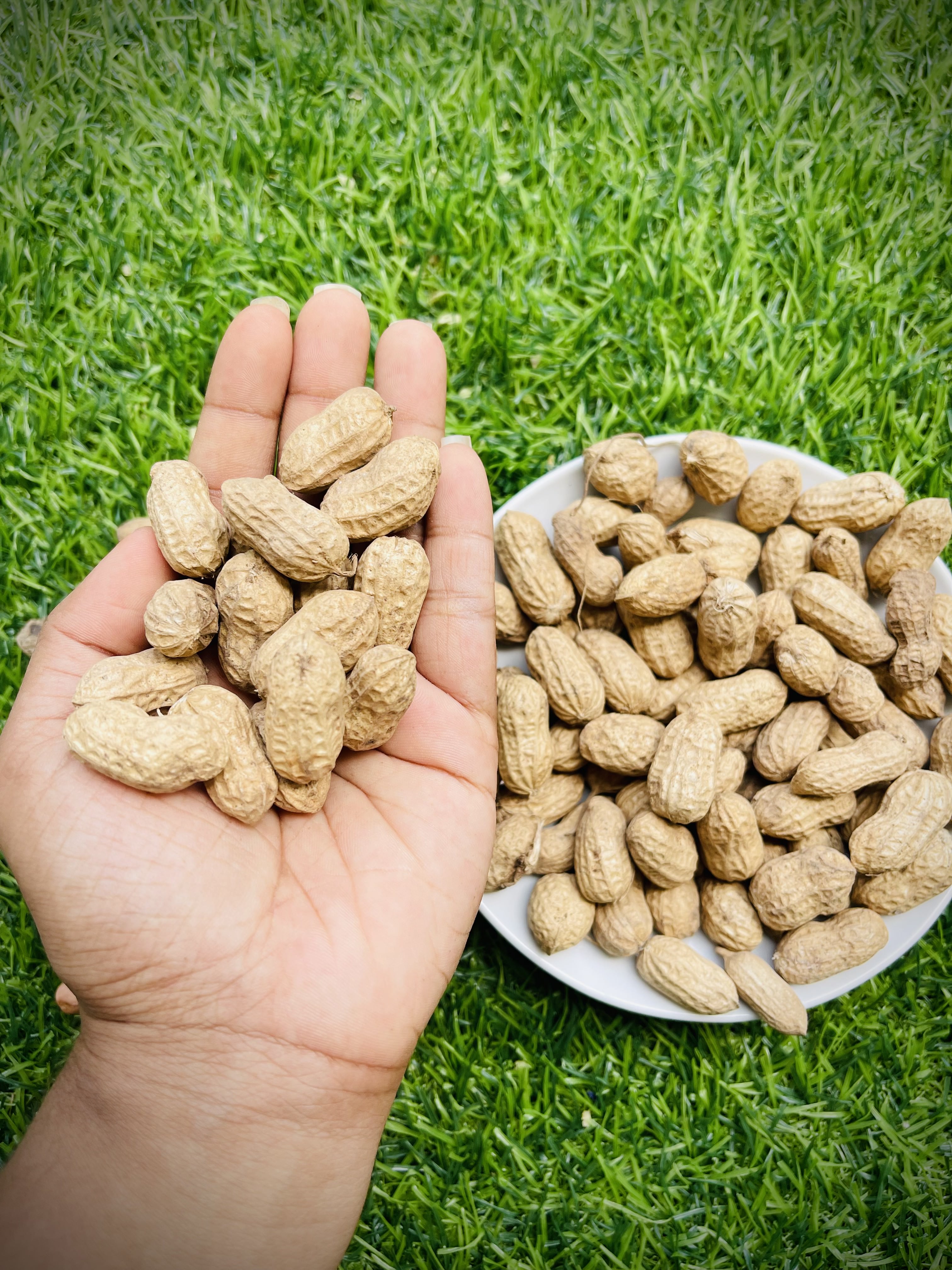 Raw peanuts in shell