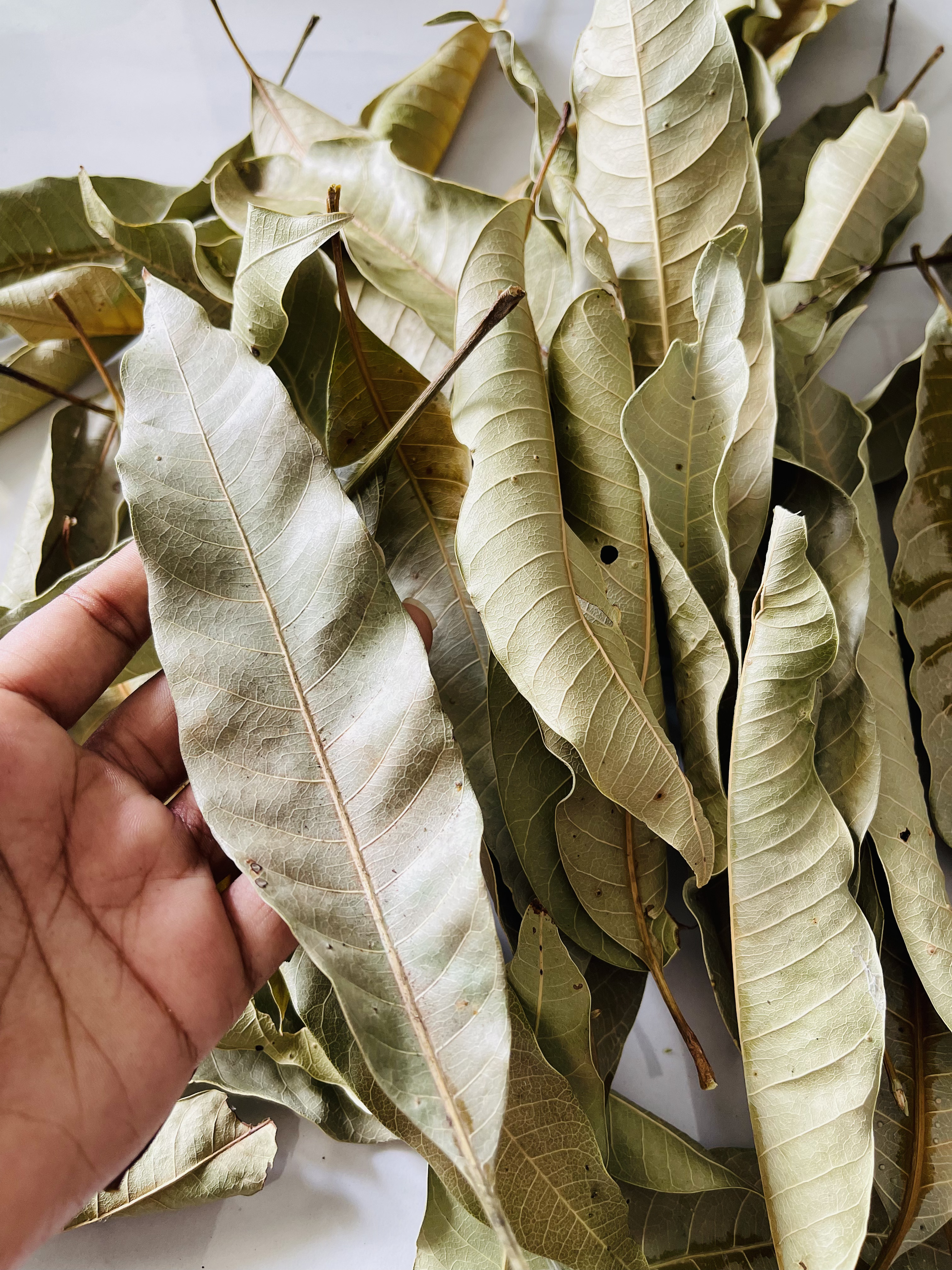 Dried Mango Leaves