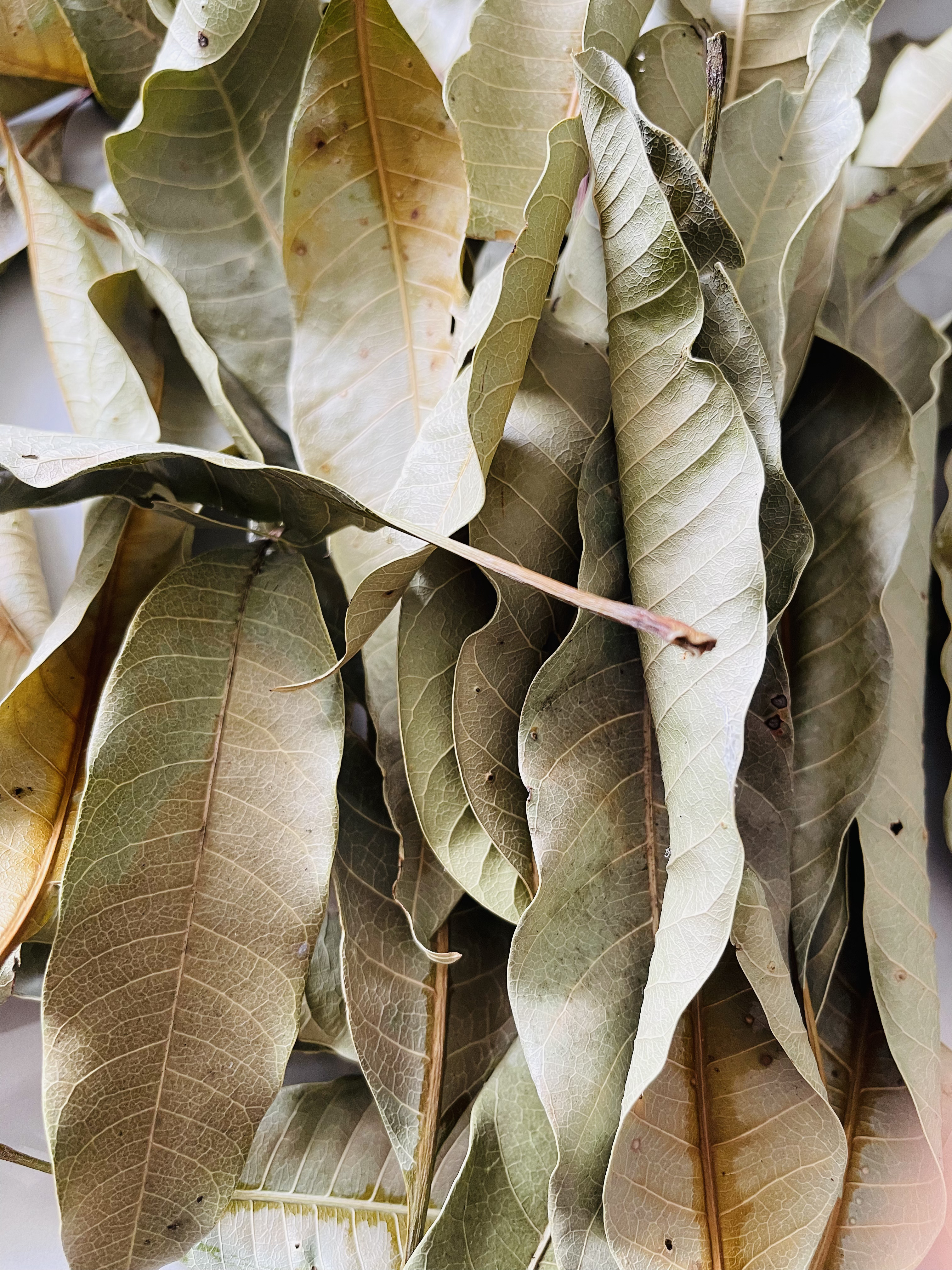 Dried Mango Leaves