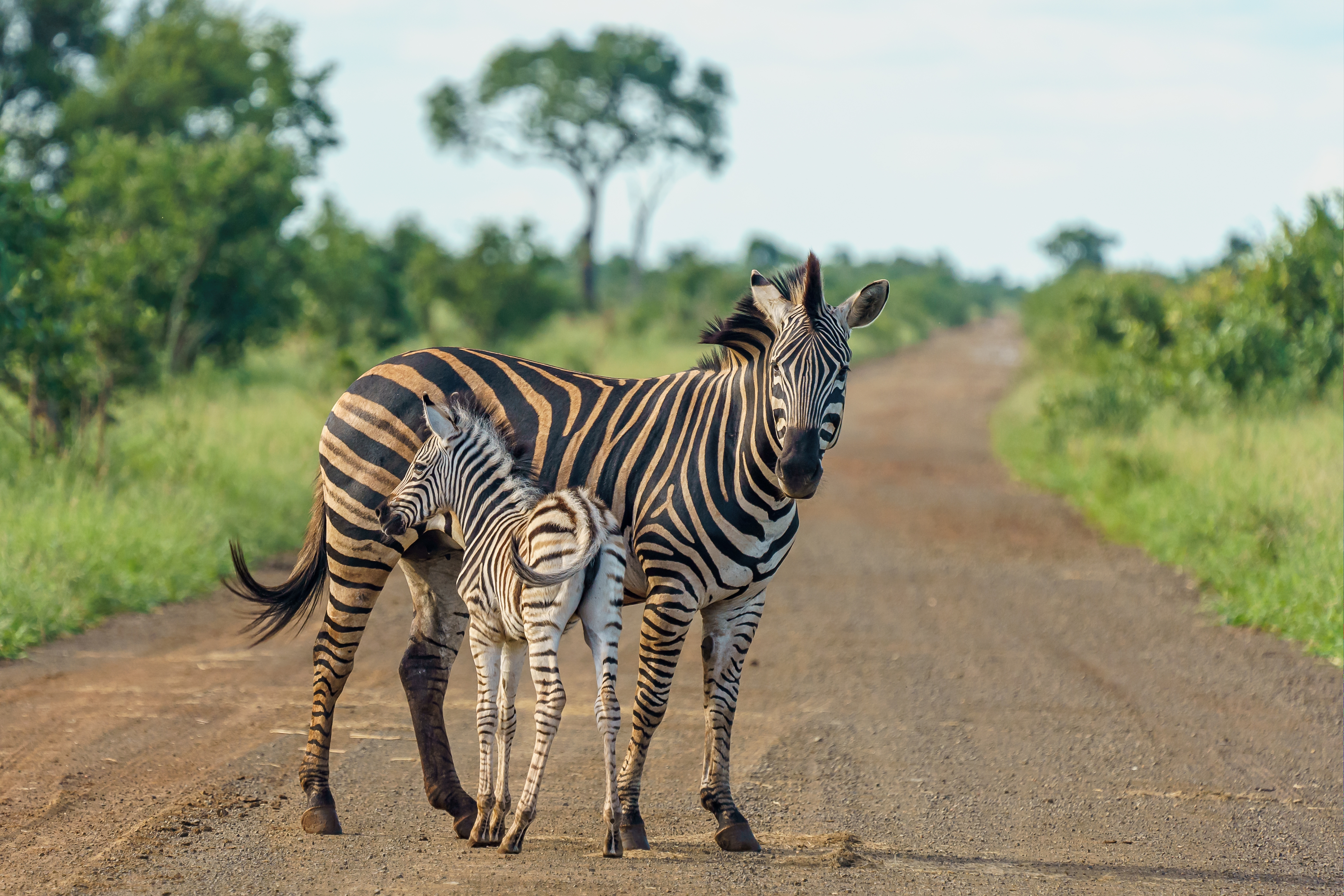 Kenya 